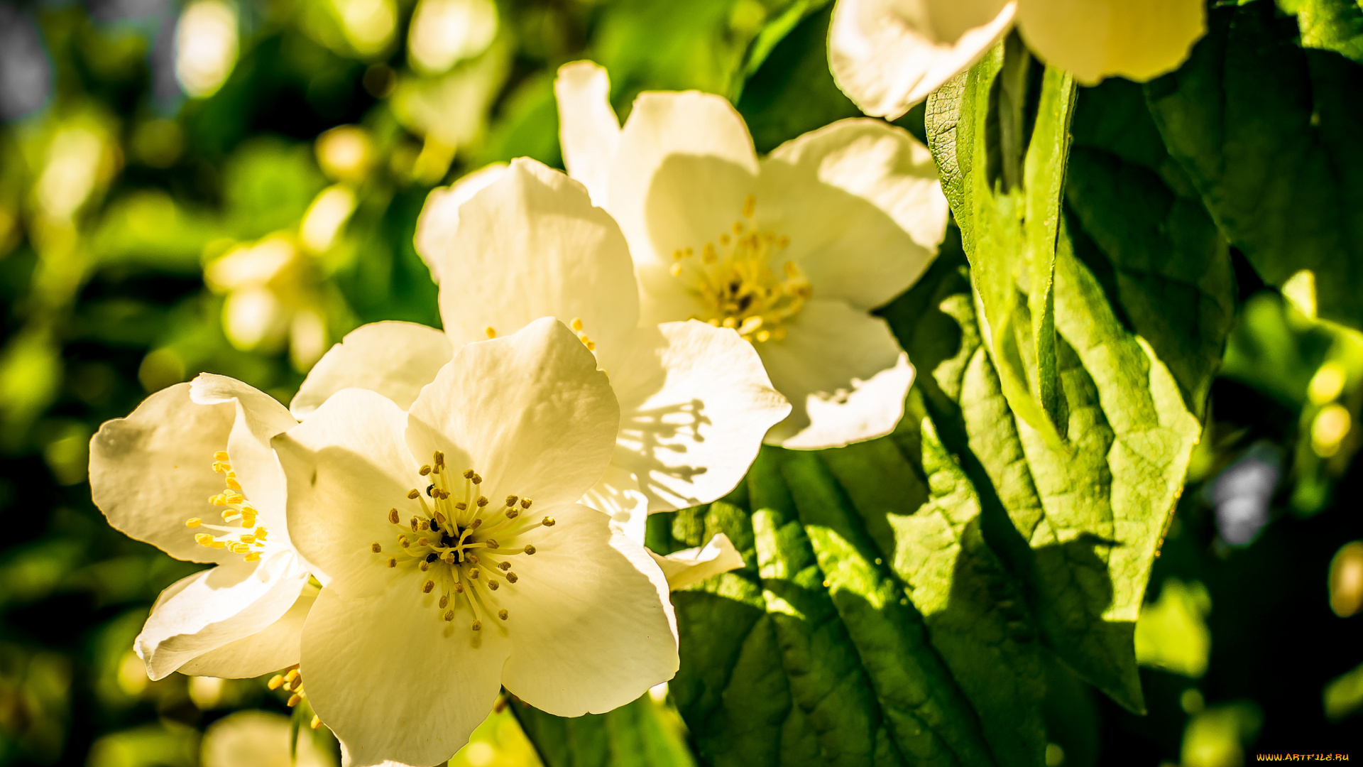 цветы, жасмин, макро, весна