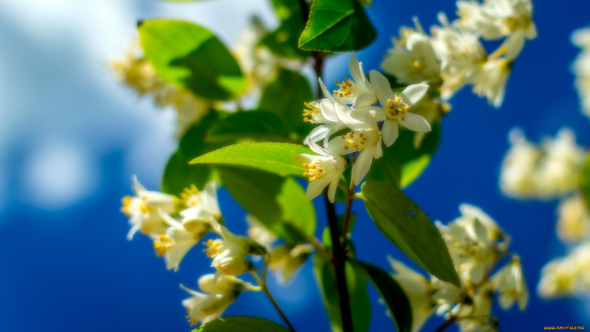 цветы, жасмин, весна, небо