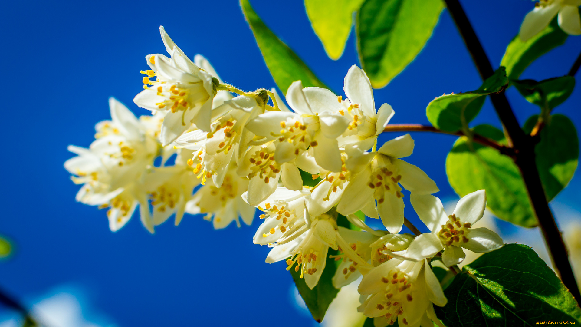 цветы, жасмин, весна, небо