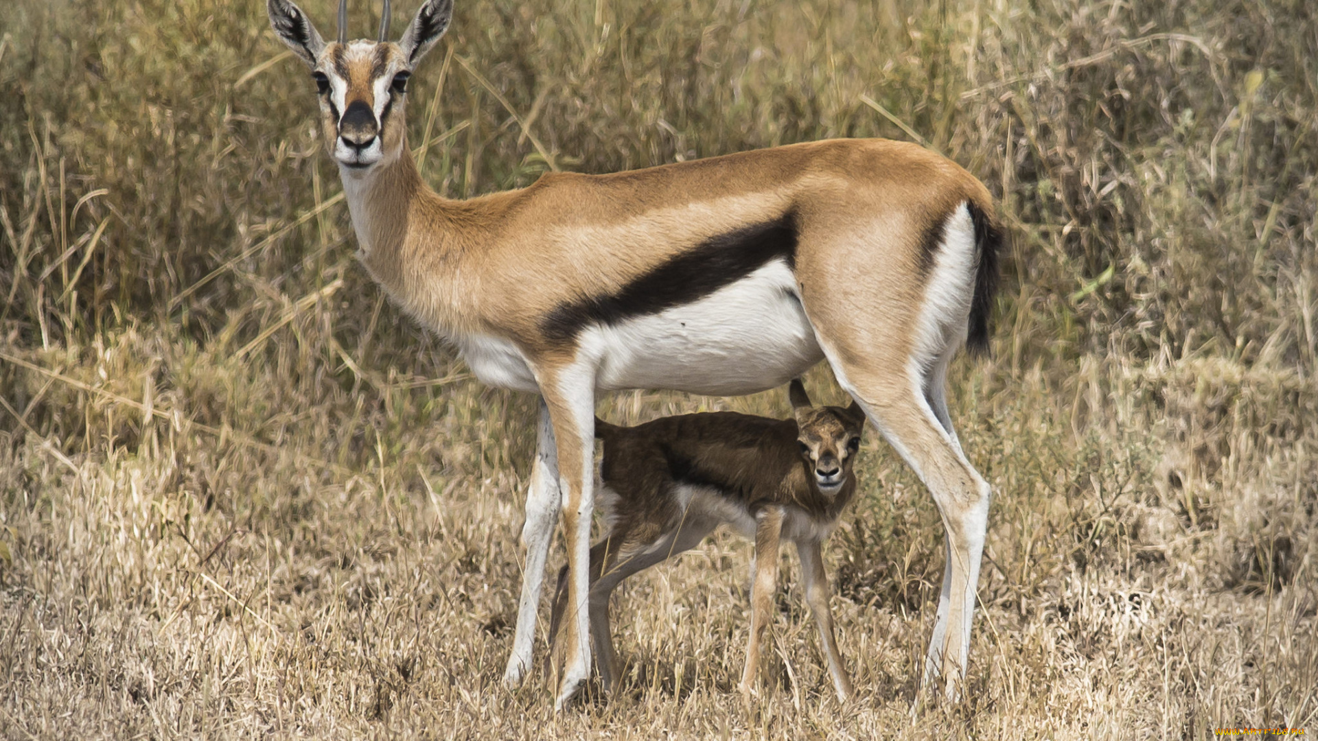 животные, антилопы, антилопа