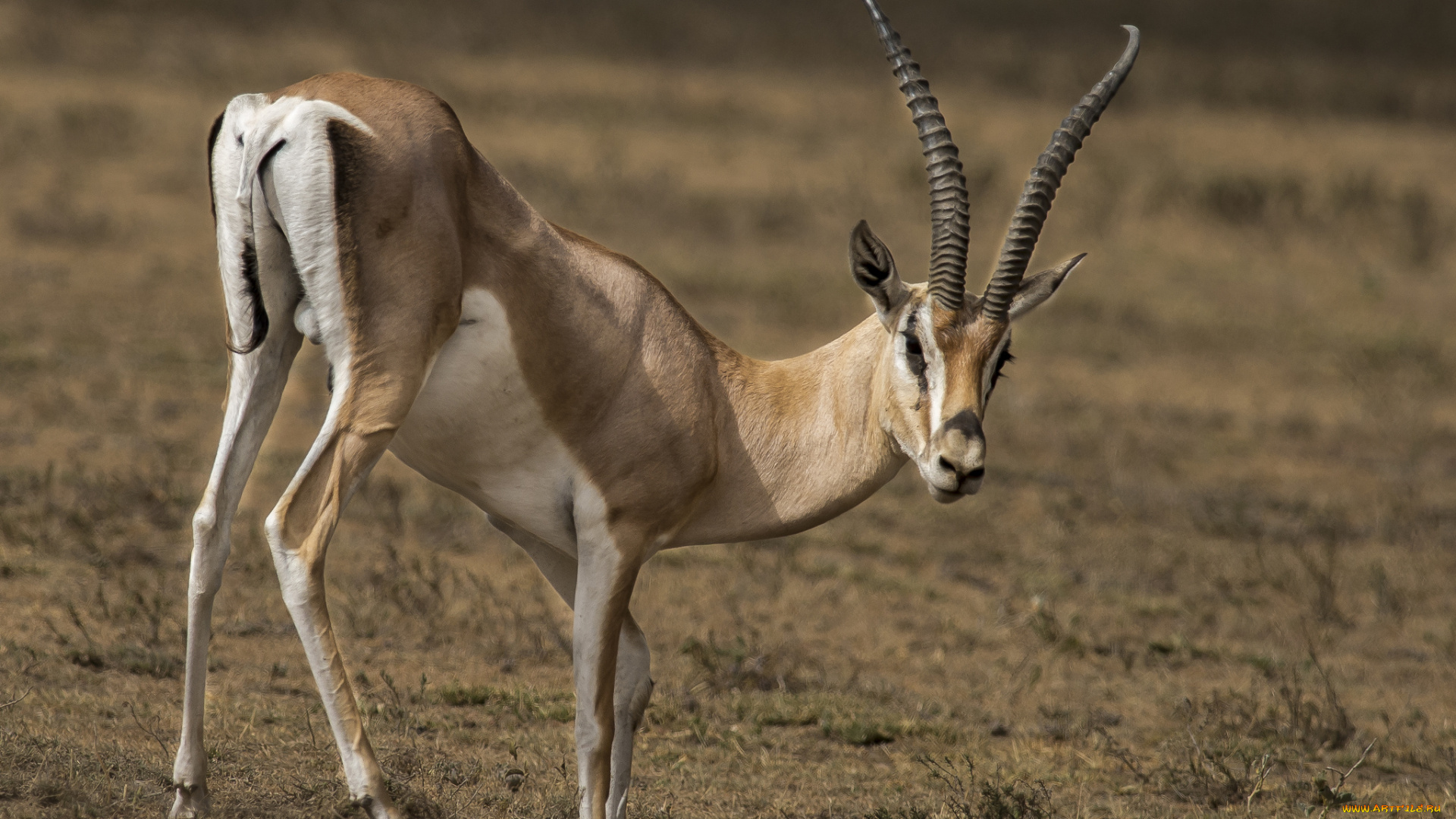 животные, антилопы, антилопа, саванна