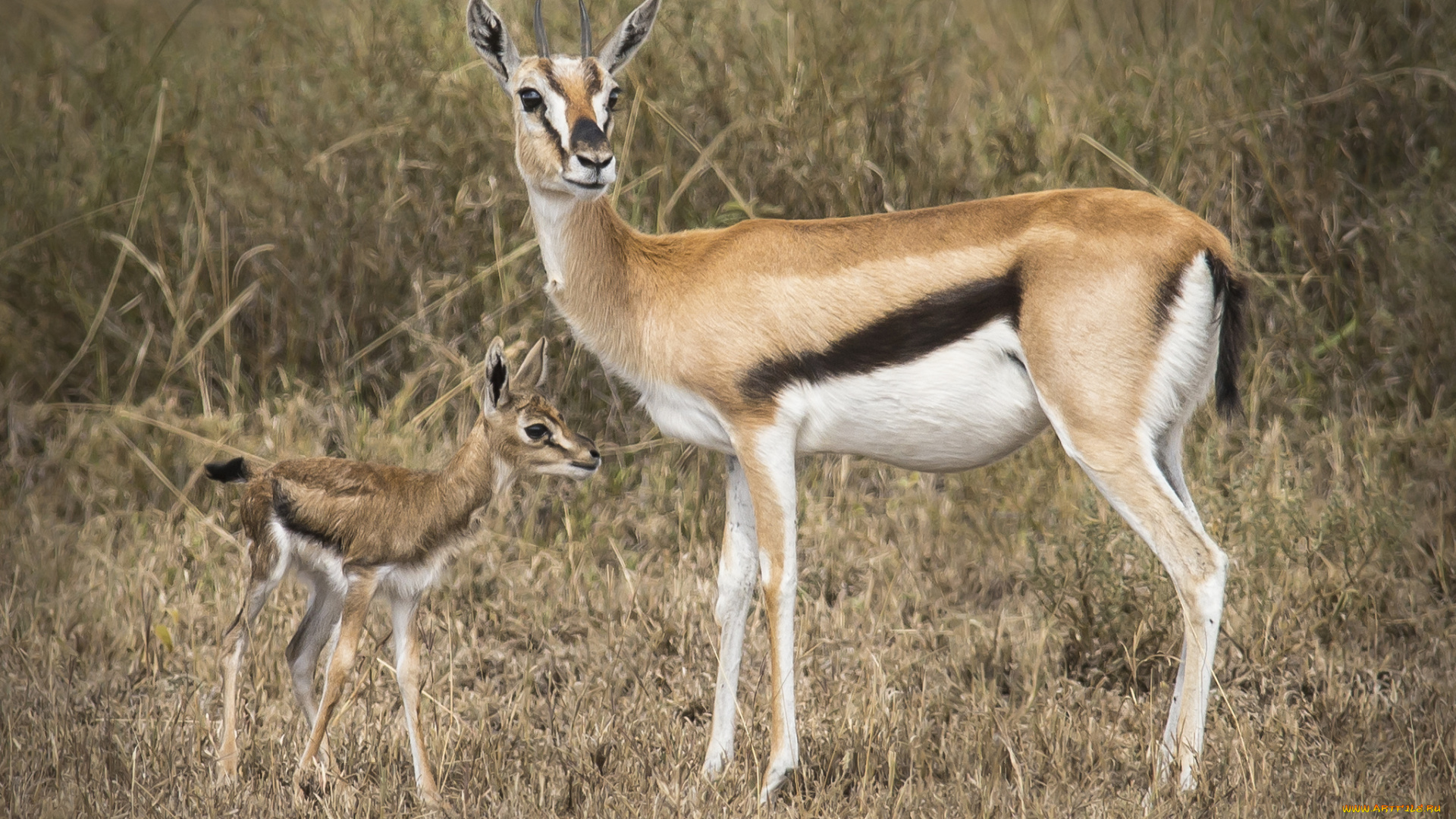 животные, антилопы, малыш, антилопа