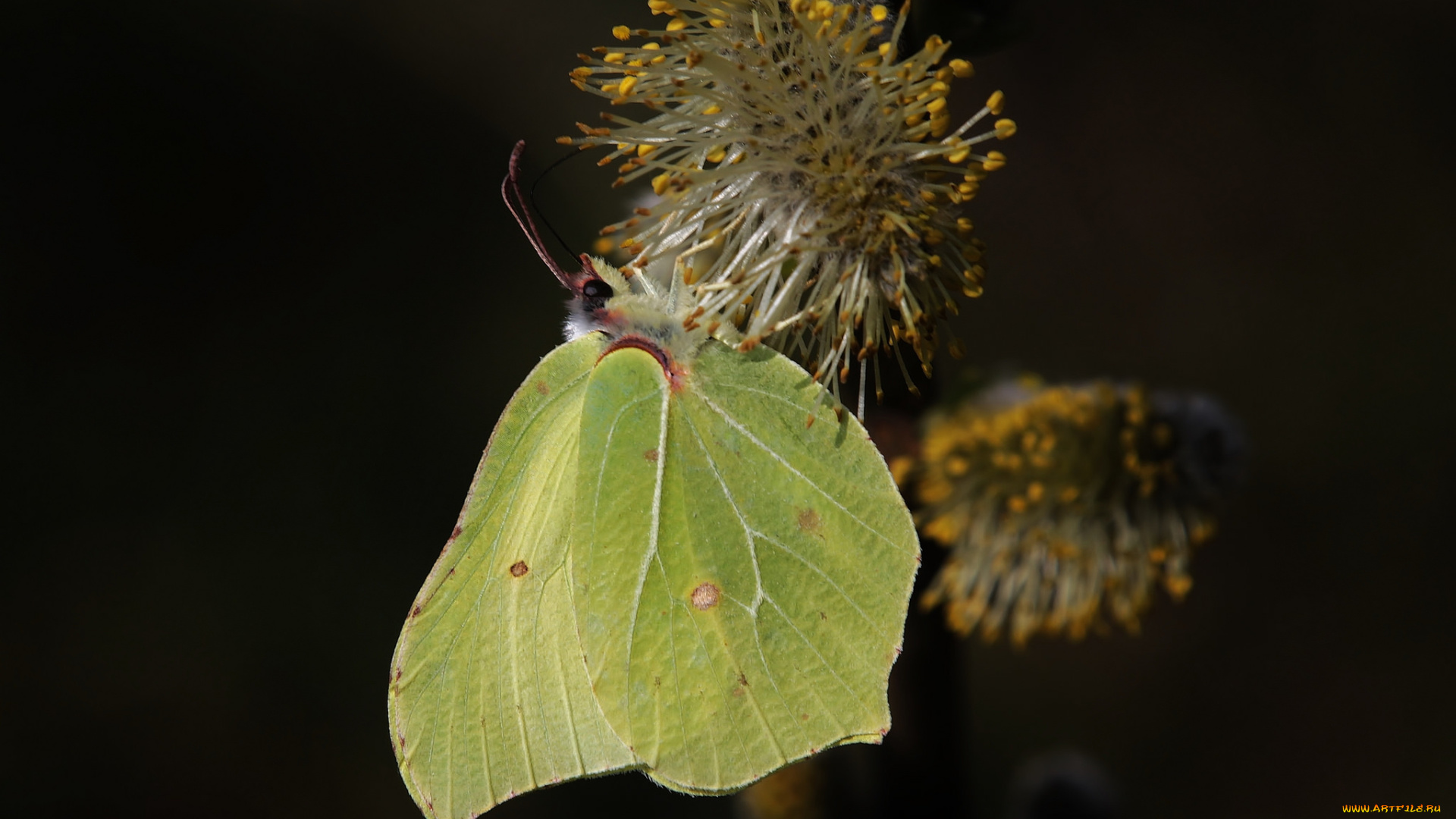 животные, бабочки, , мотыльки, , моли, лимонница, бабочка, макро, цветок