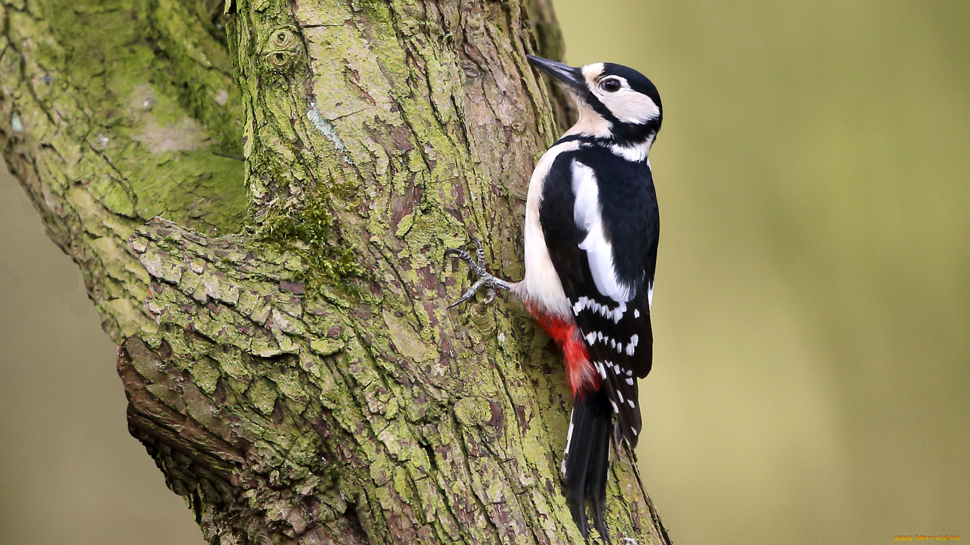 животные, дятлы, дятел