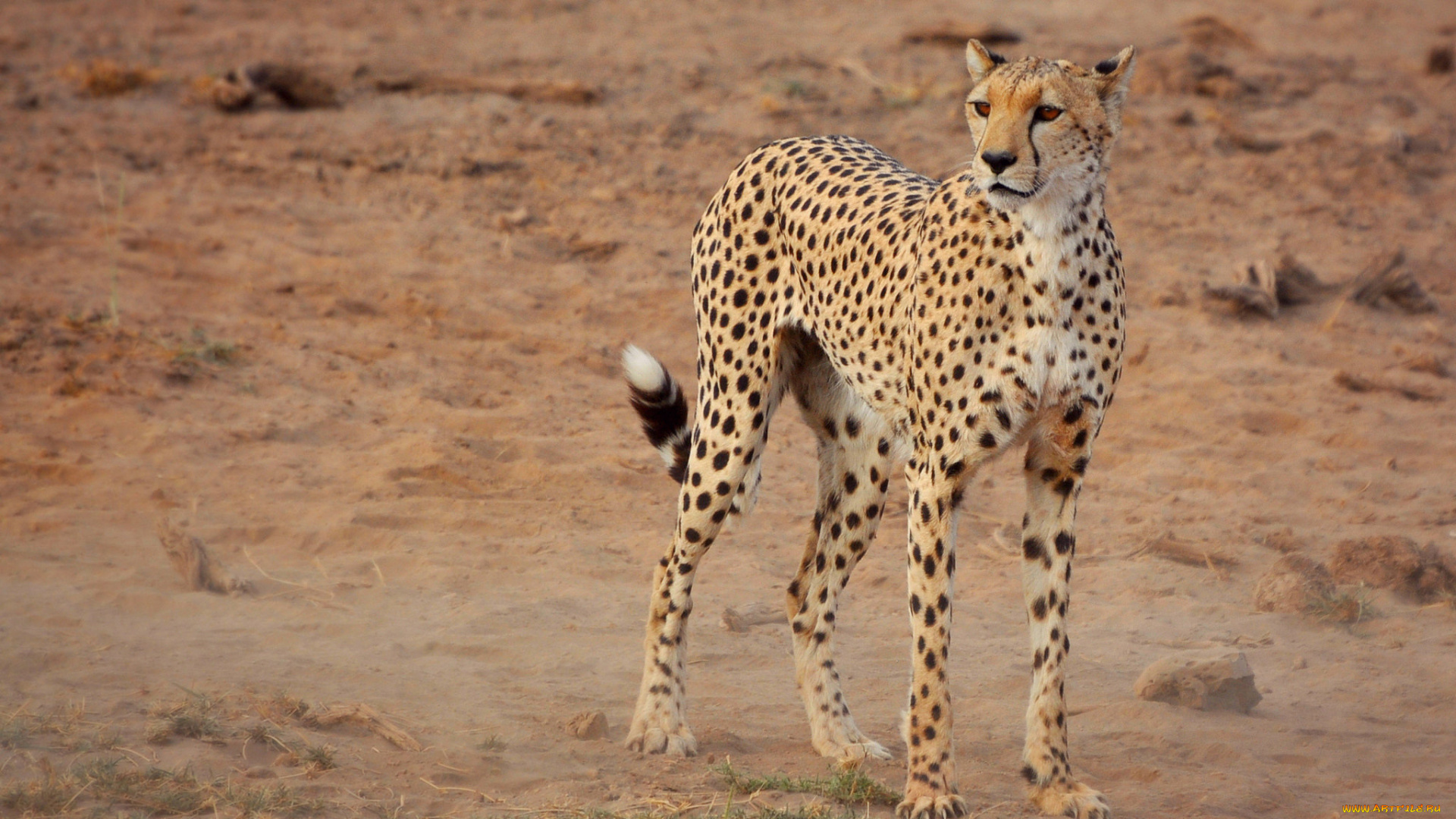 животные, гепарды, гепард, саванна