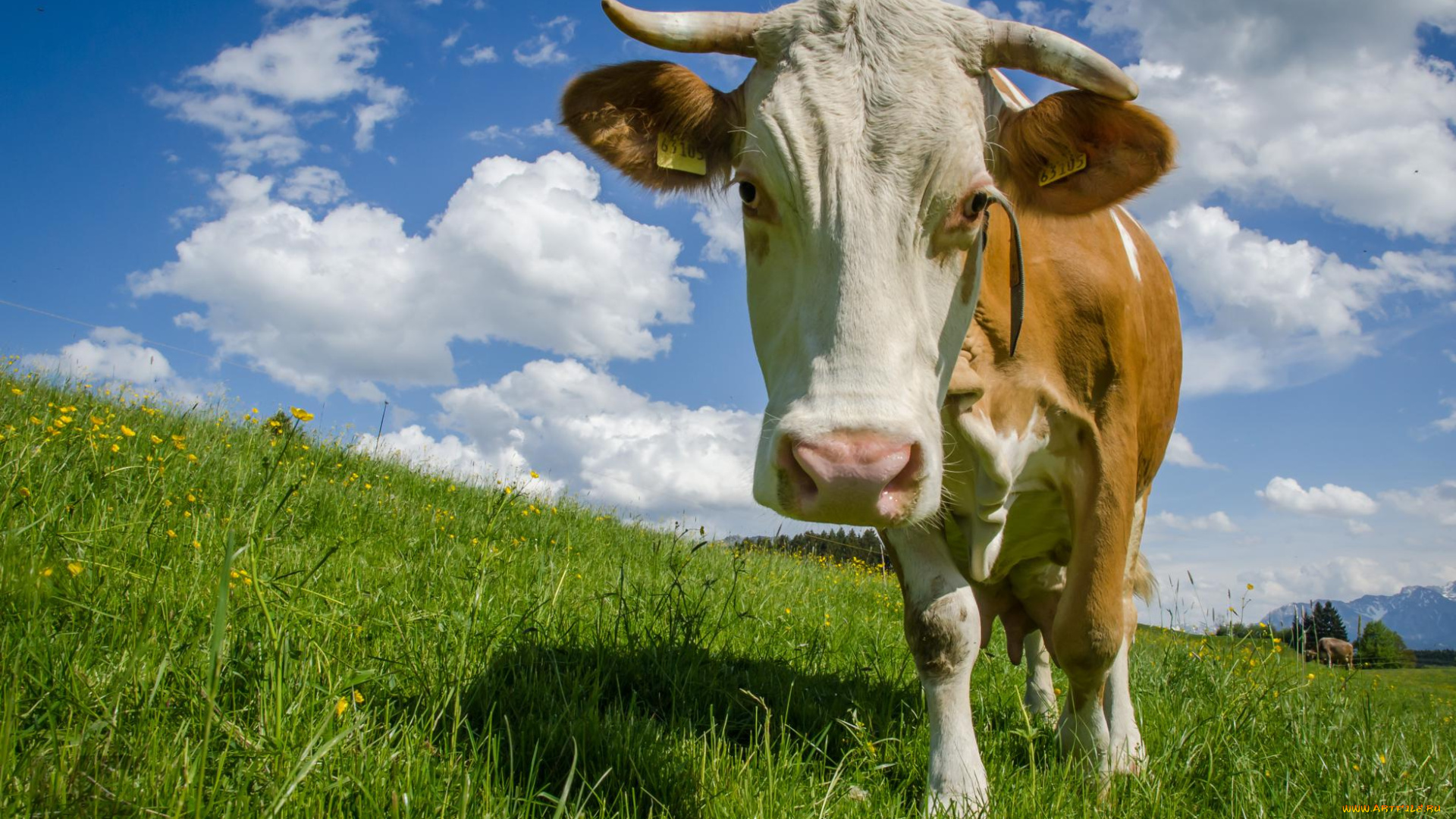 животные, коровы, , буйволы, буренка