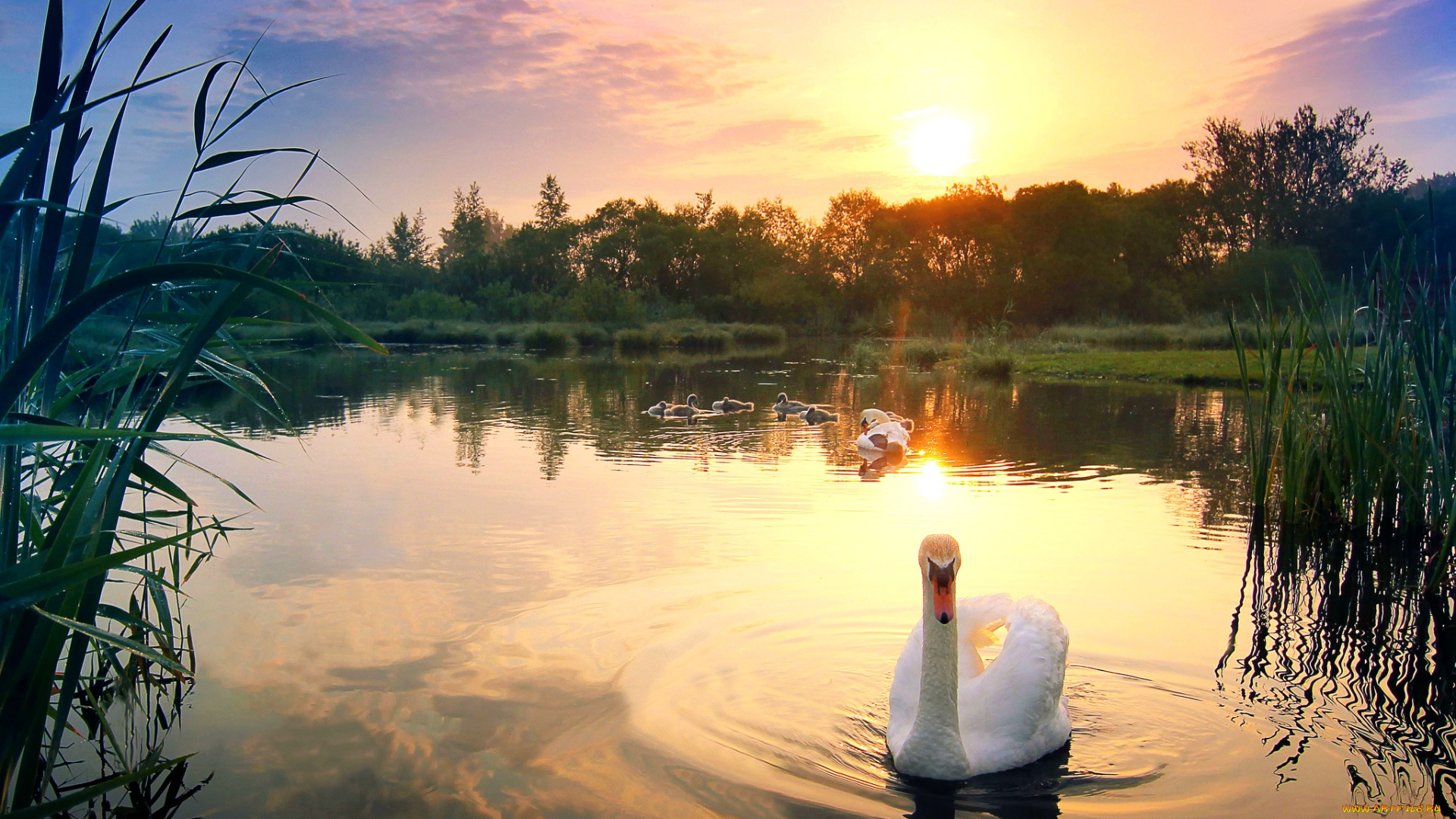 животные, лебеди, закат, небо, пейзаж, отражение, озеро, облака, природа, трава, птенцы