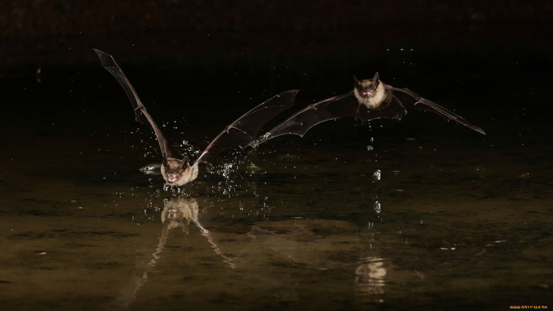 животные, летучие, мыши, летучие, мыши, ночь, брызги, капли, вода, полёт