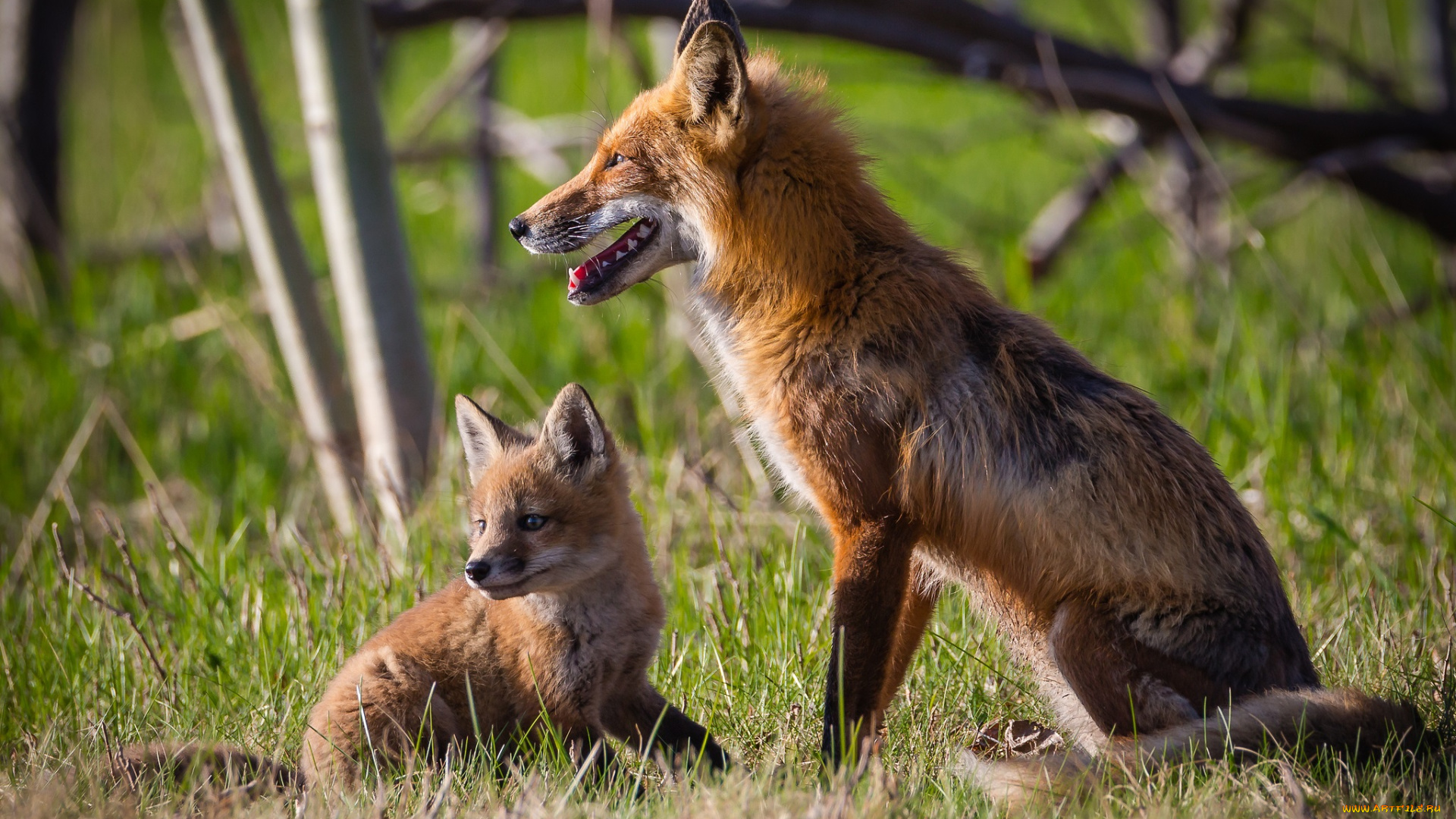 животные, лисы, лисенок, лиса