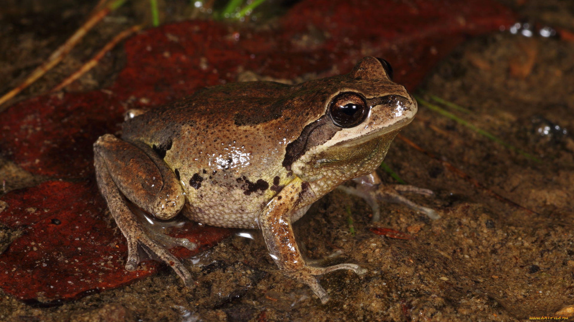 животные, лягушки, листья, макро, лягушка, сырость