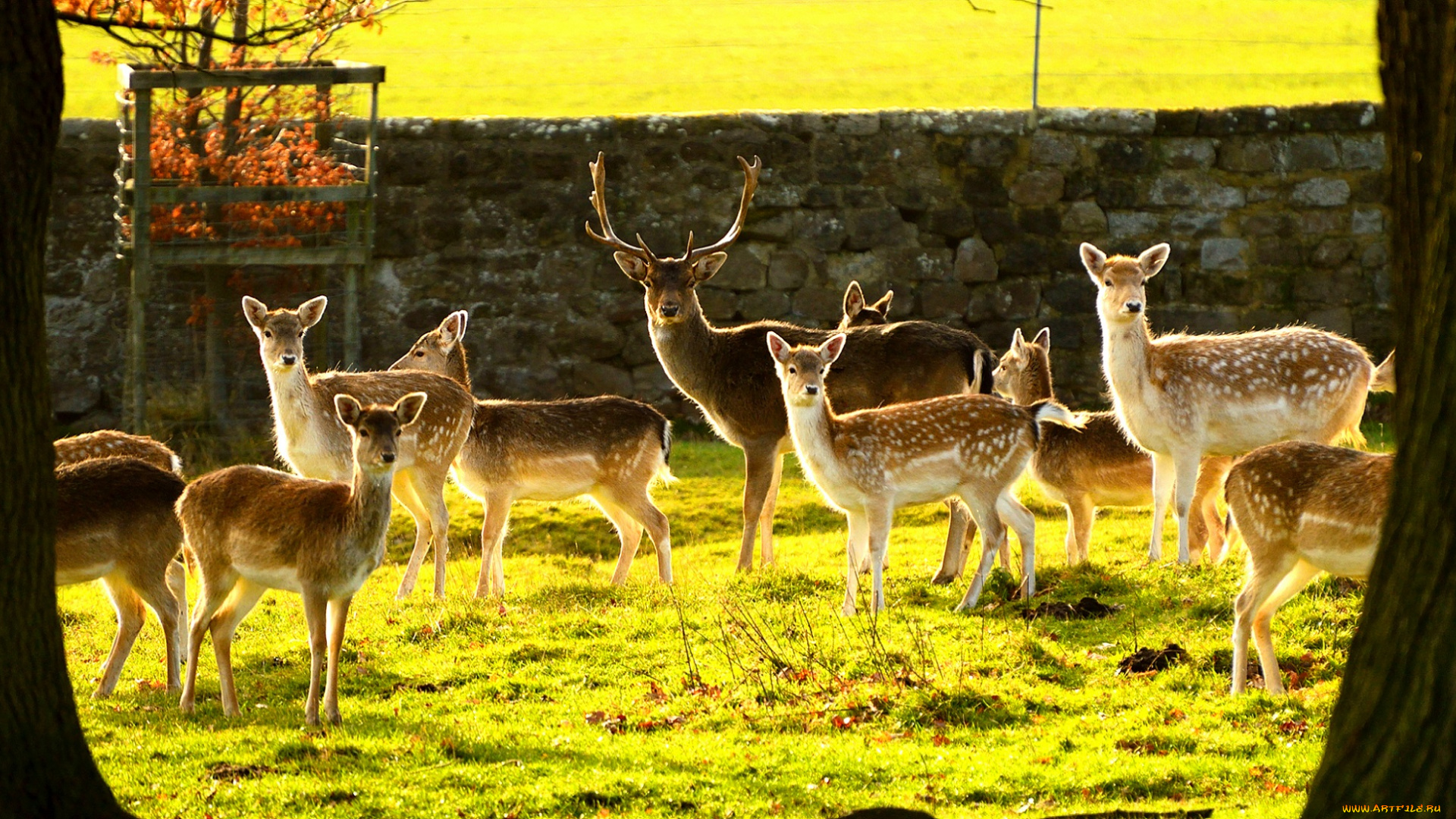 животные, олени, деревья
