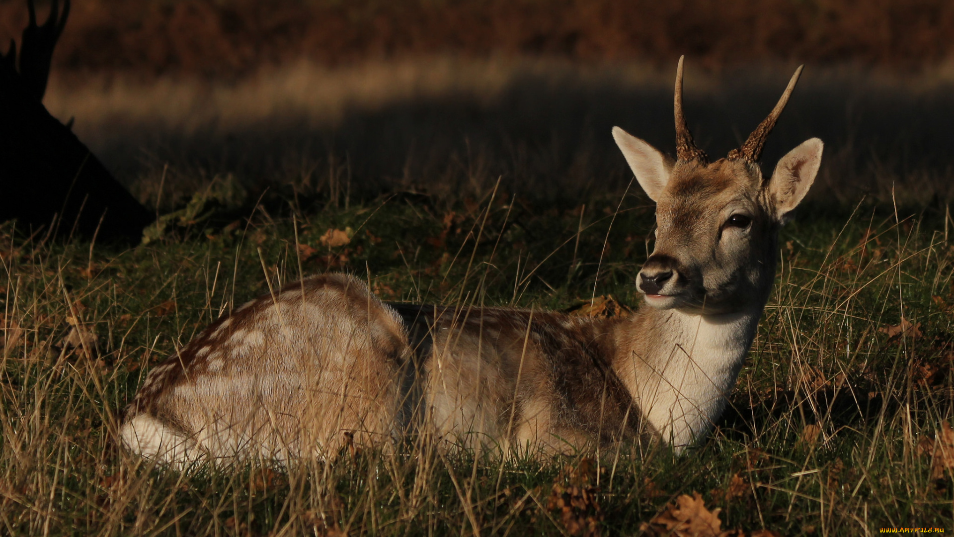 животные, олени, олень, пятнистый