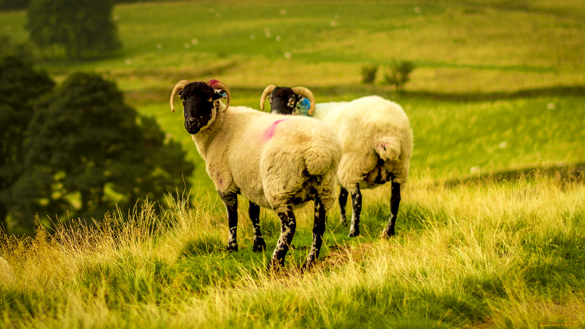 животные, овцы, , бараны, луг