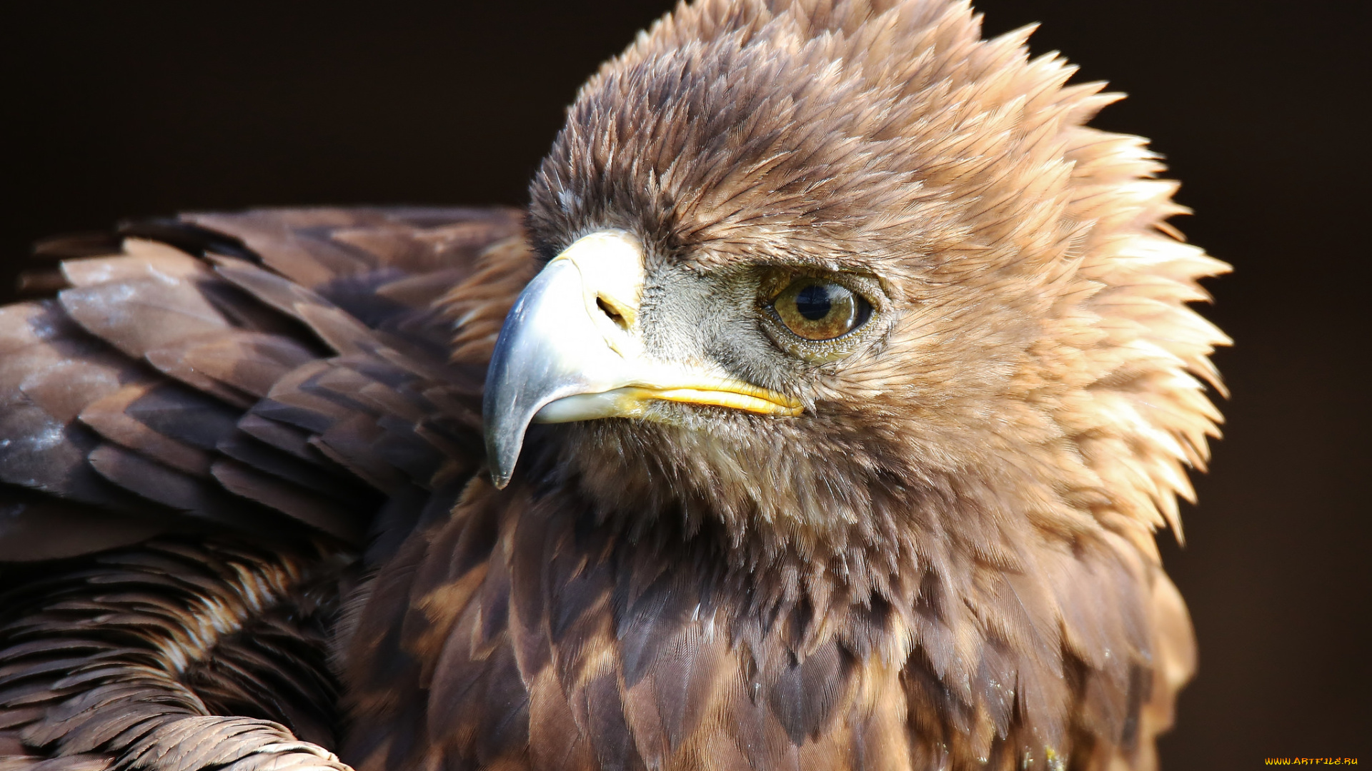 животные, птицы, -, хищники, клюв, перья, хищник, птица