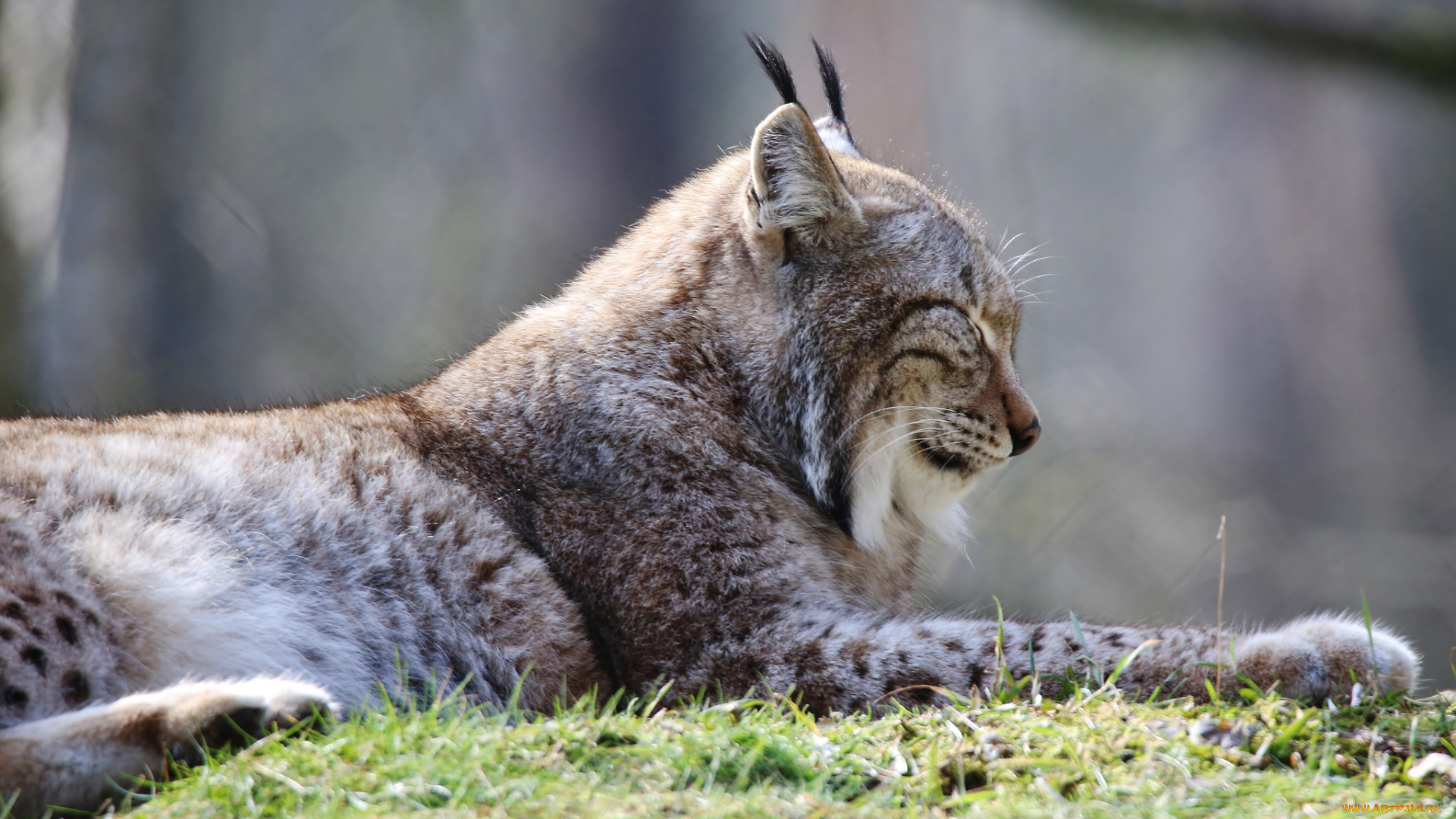 животные, рыси, рысь