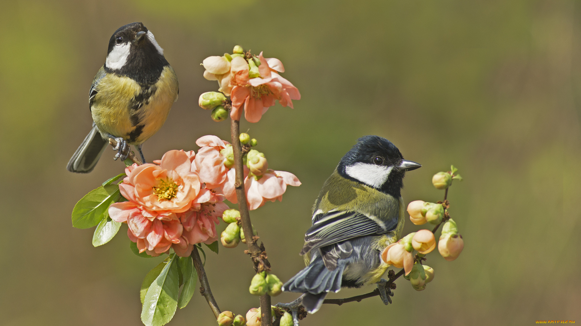 животные, синицы, , лазоревки, цветы, ветка, фон, птицы