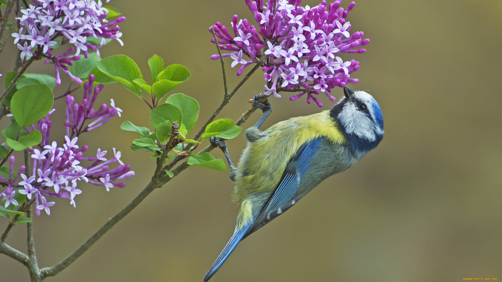 животные, синицы, , лазоревки, весна, сирень, цветы, птица, ветка, фон, синица