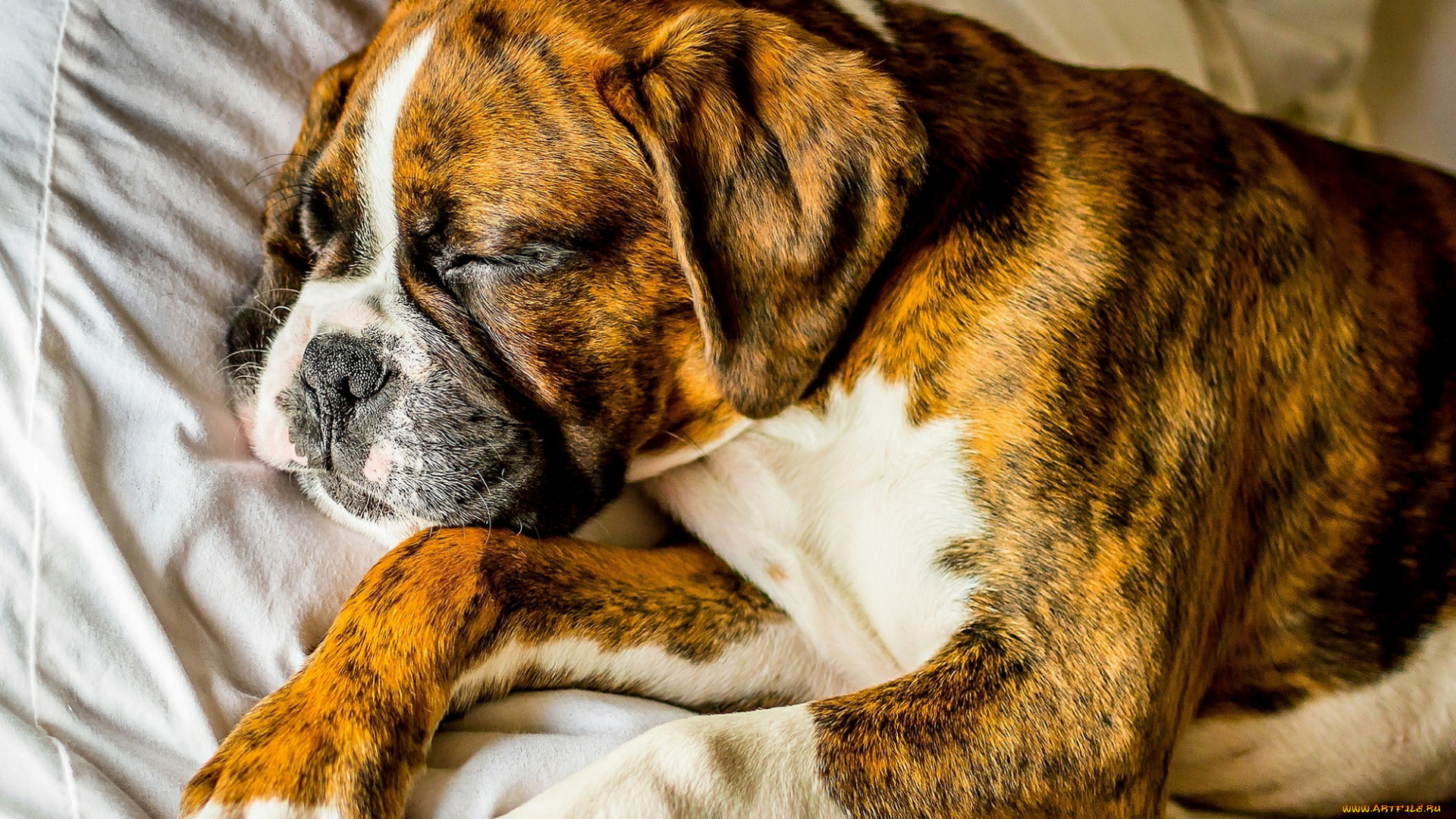 животные, собаки, спит, щенок, собака