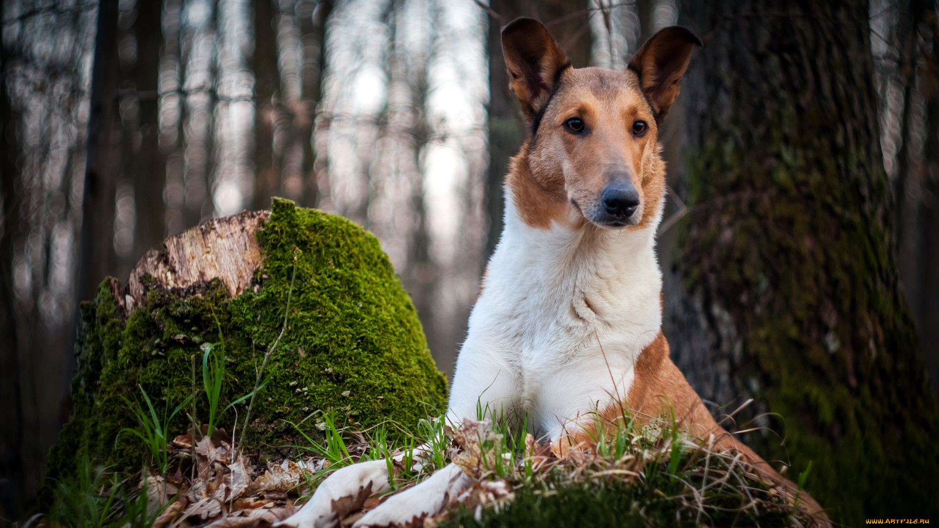 животные, собаки, взгляд