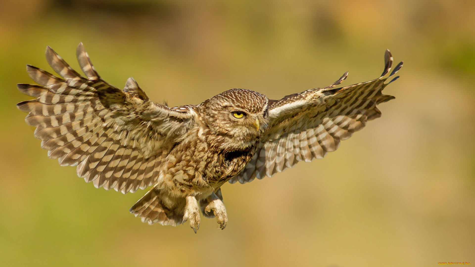 животные, совы, сова