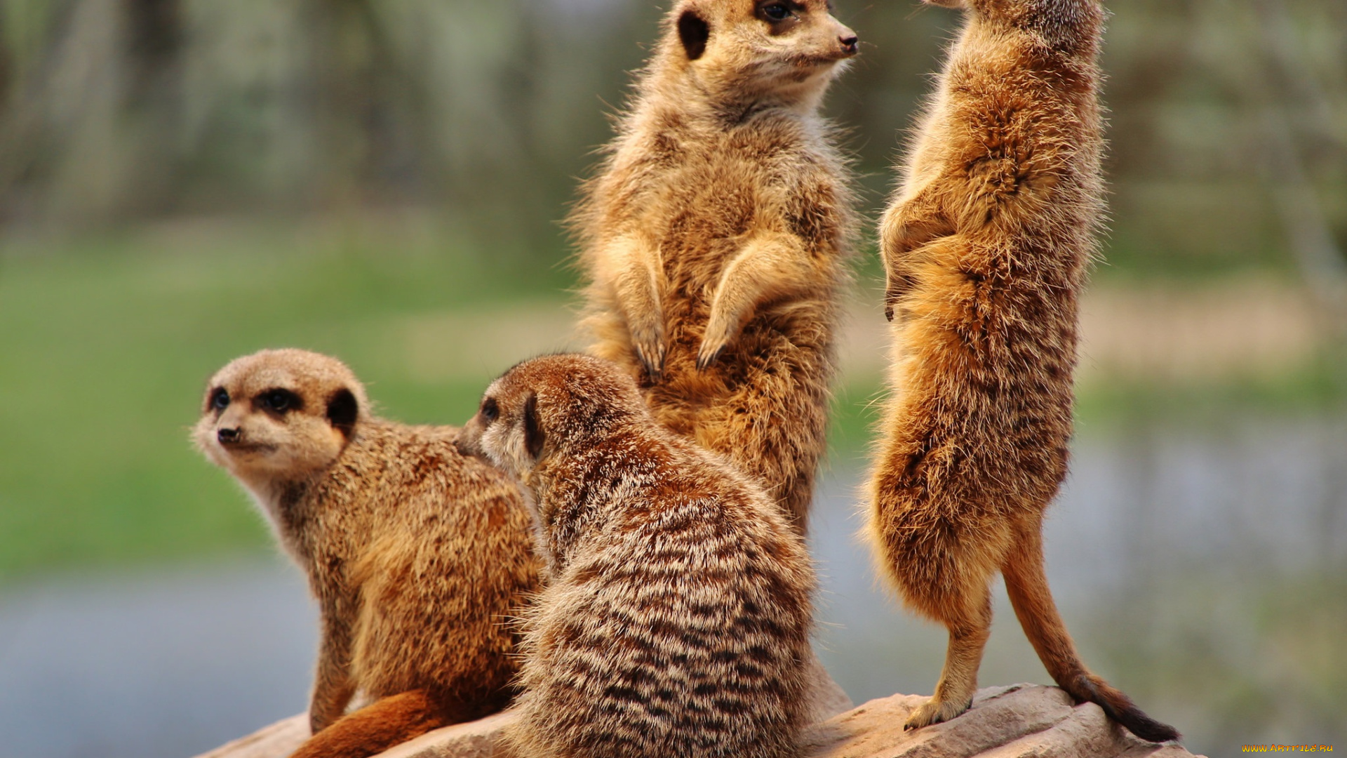 животные, сурикаты, семья