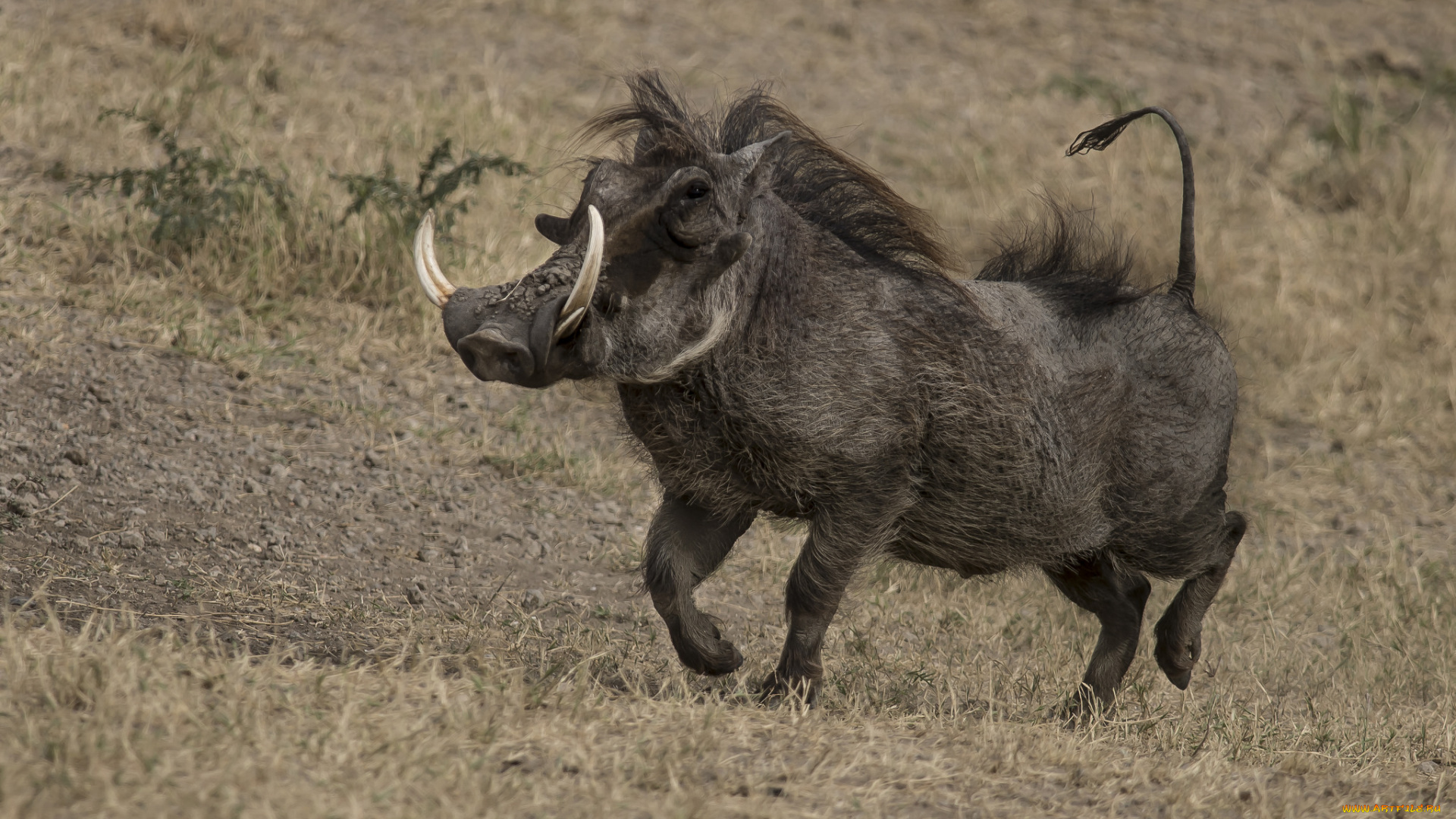 животные, свиньи, , кабаны, бородавочник