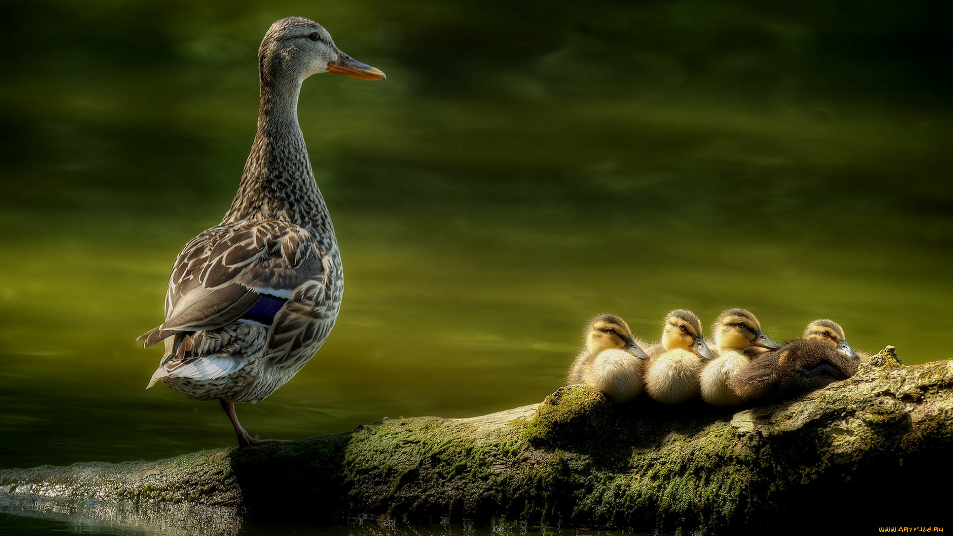 животные, утки, утята, озеро, утка