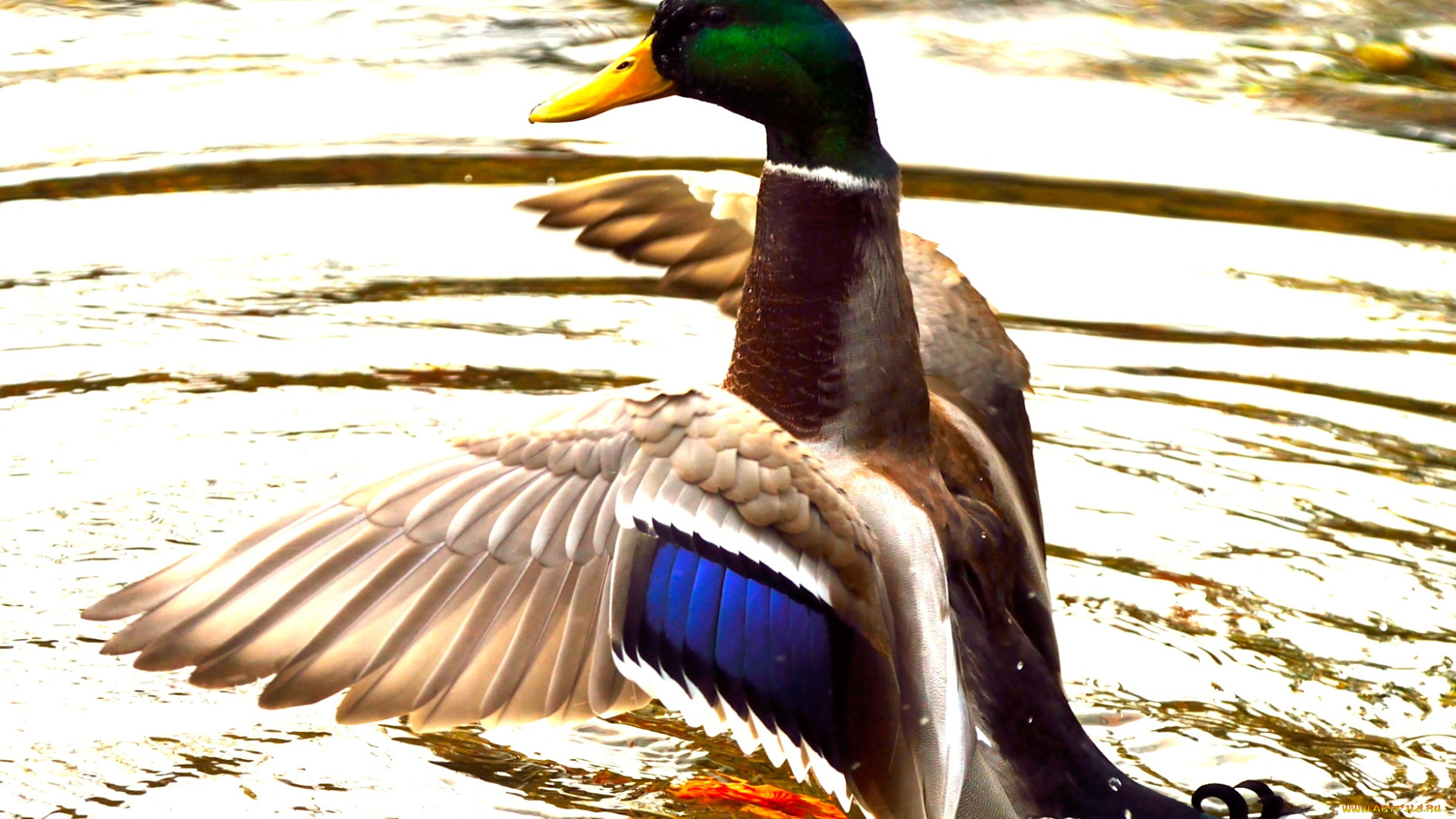 животные, утки, вода, озеро, взмах, крылья, утка