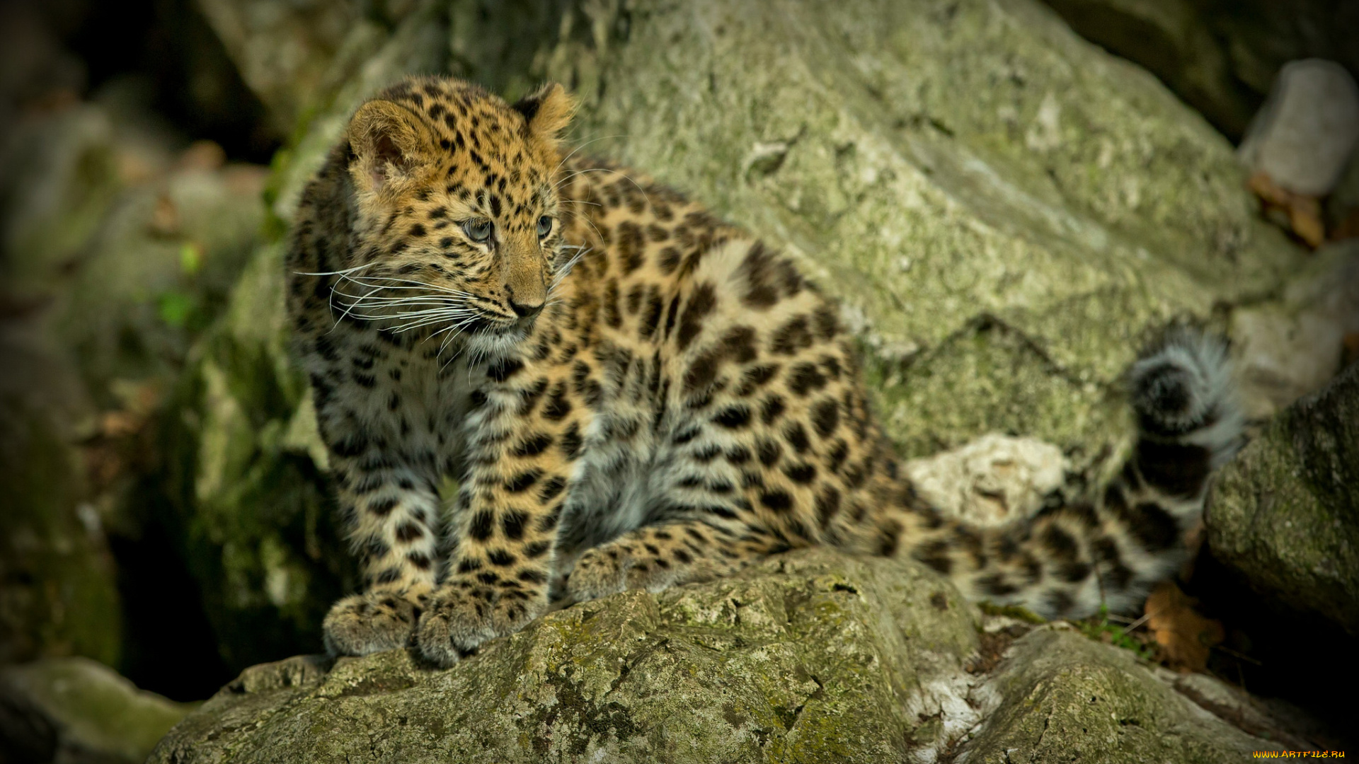 животные, Ягуары, котенок