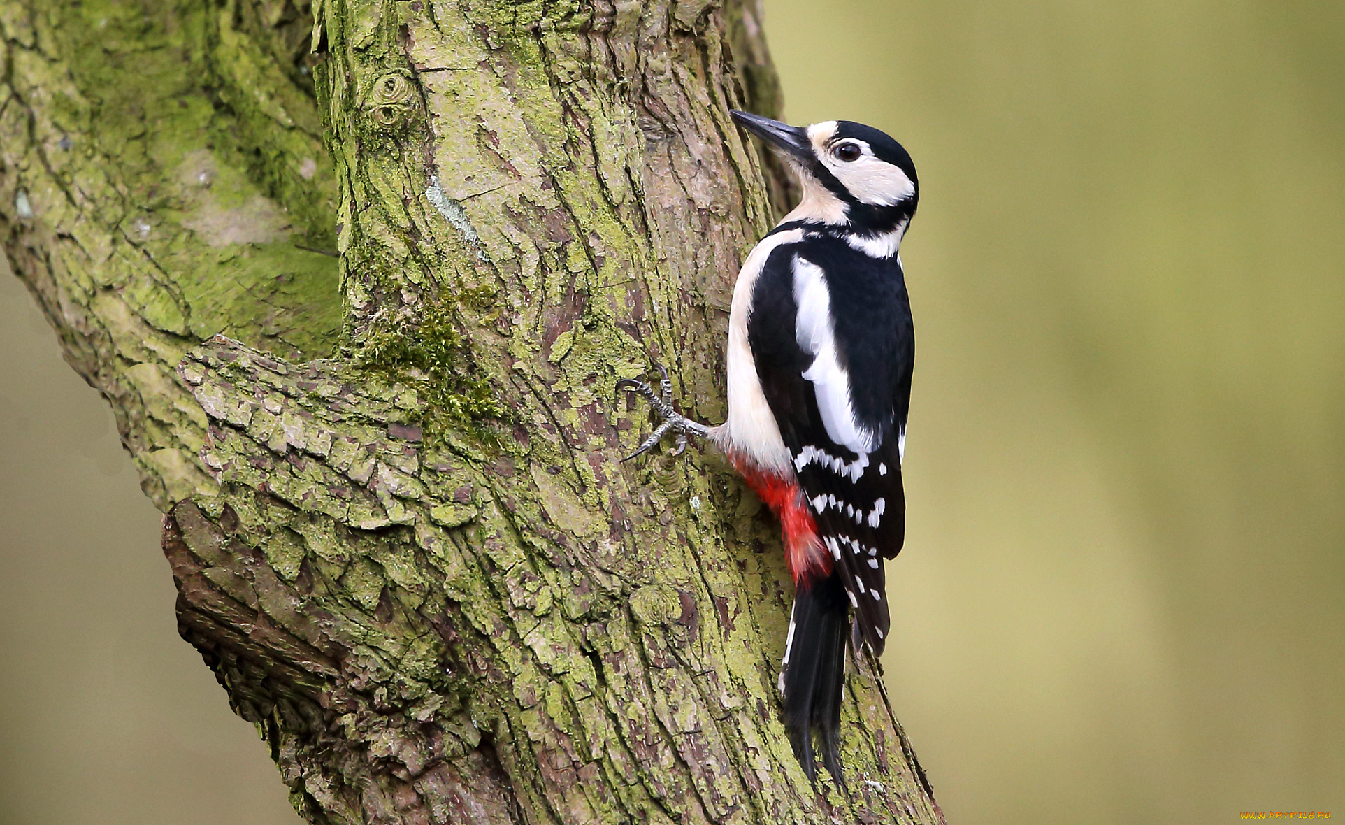 животные, дятлы, дятел