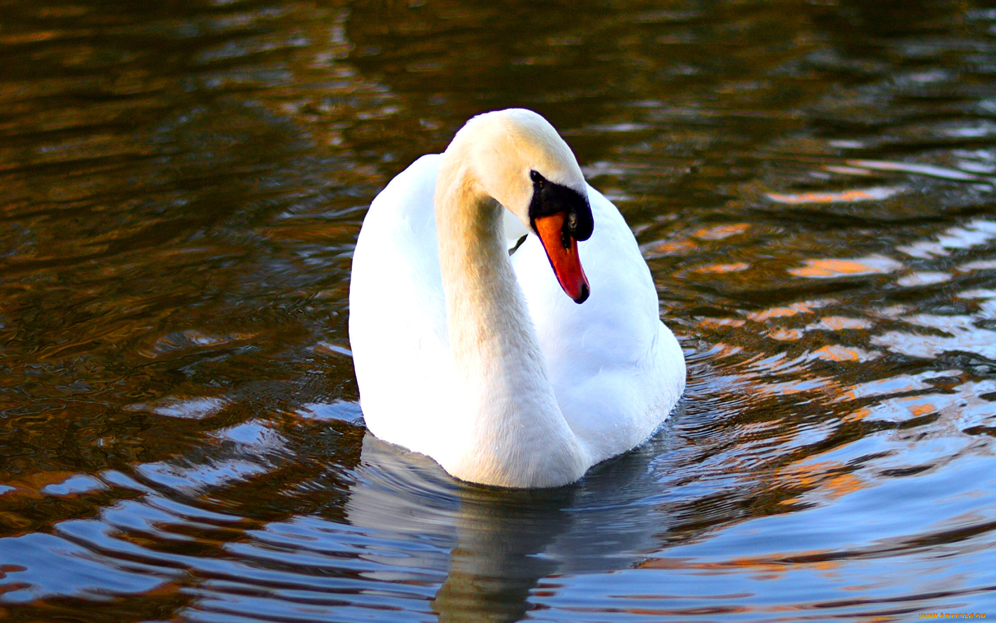 животные, лебеди, лебедь, озеро
