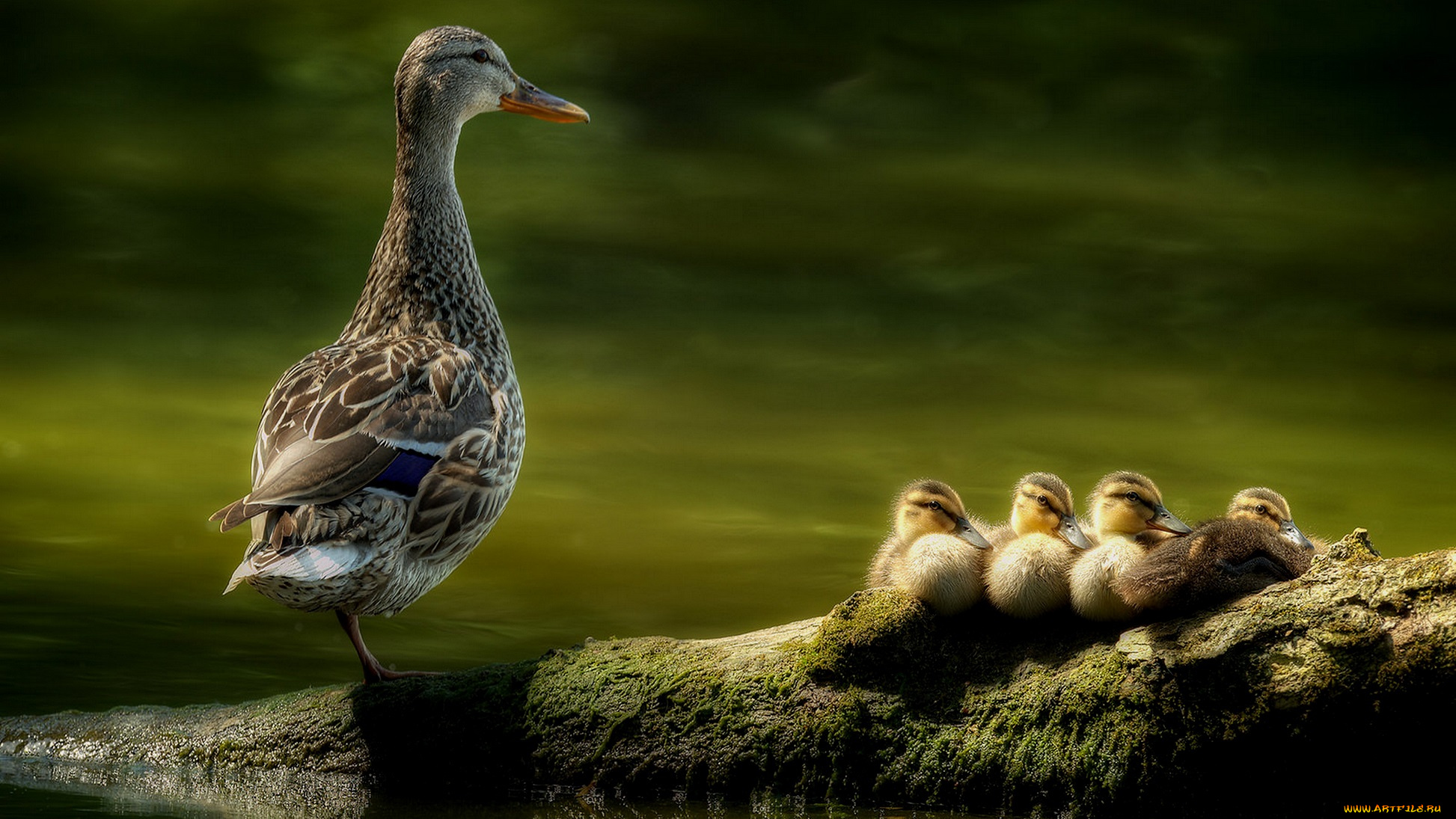 животные, утки, утята, озеро, утка