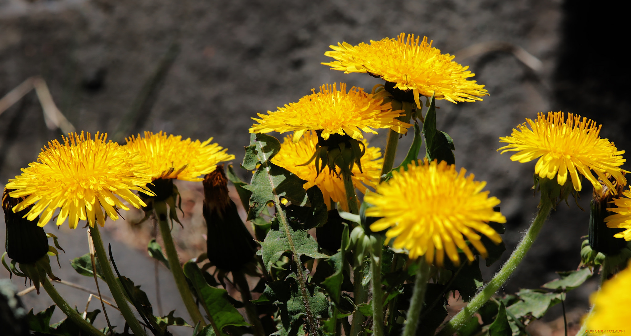 цветы, одуванчики, весна, макро