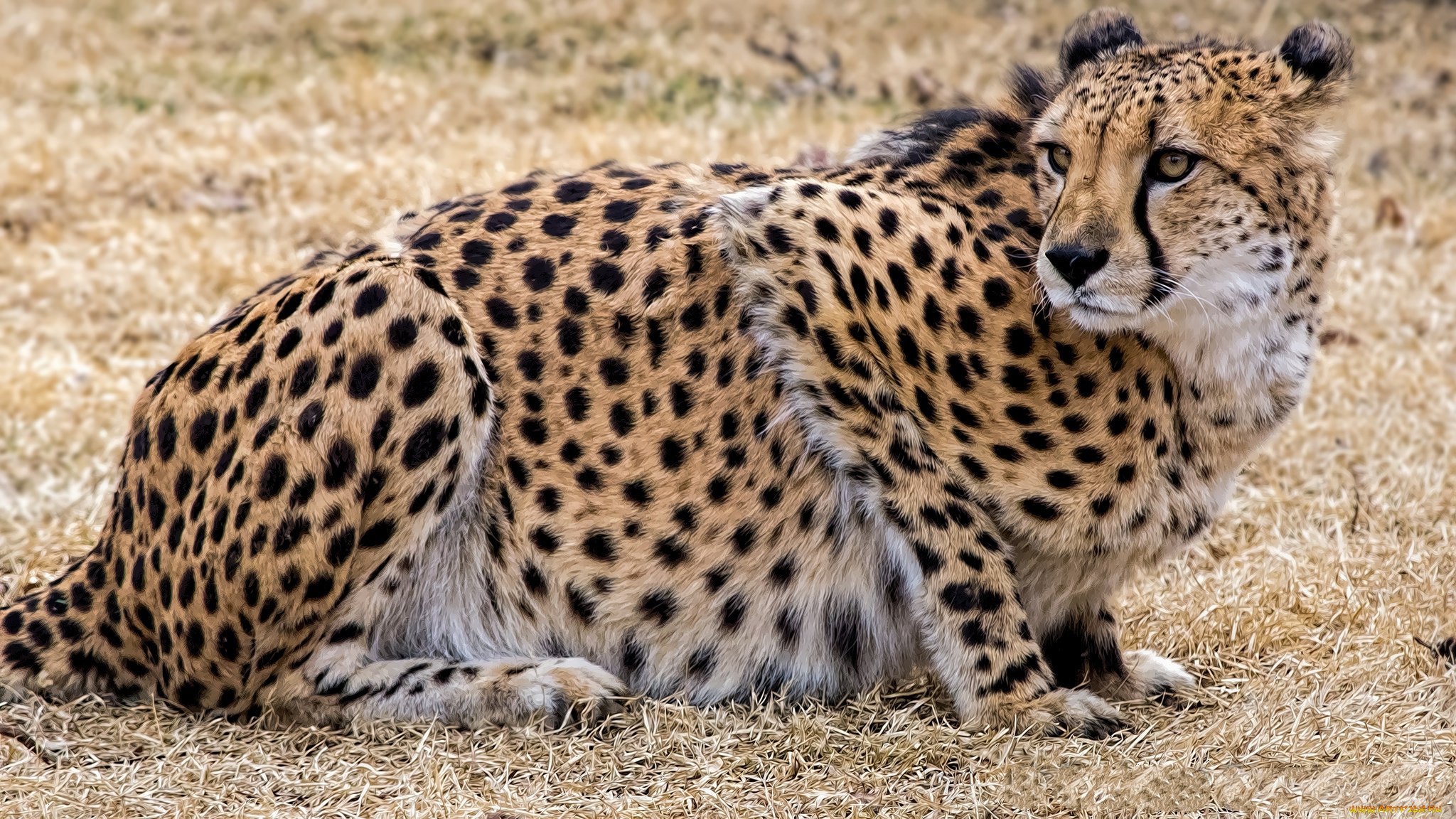 животные, гепарды, гепард
