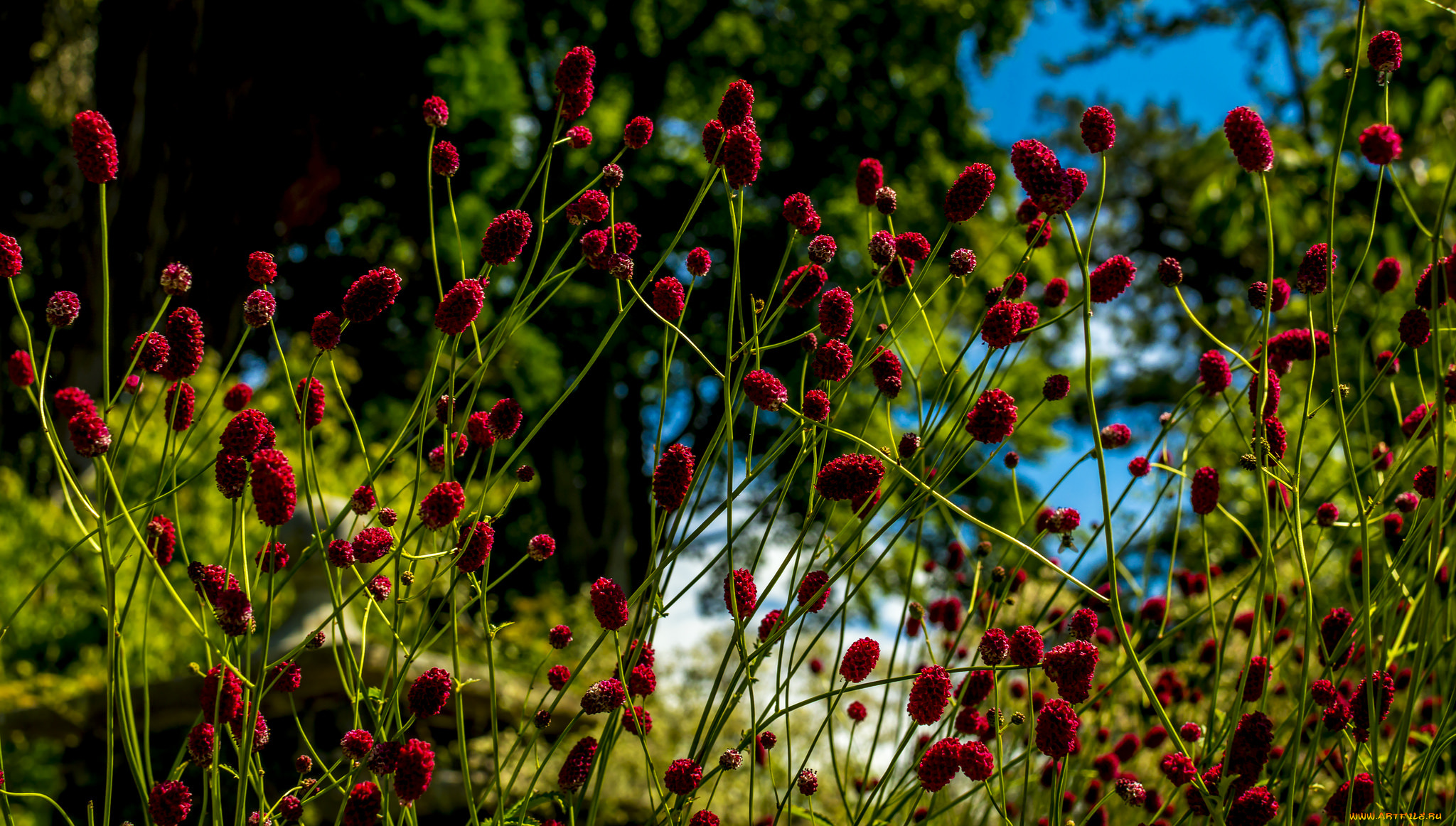 цветы, шарики, макро