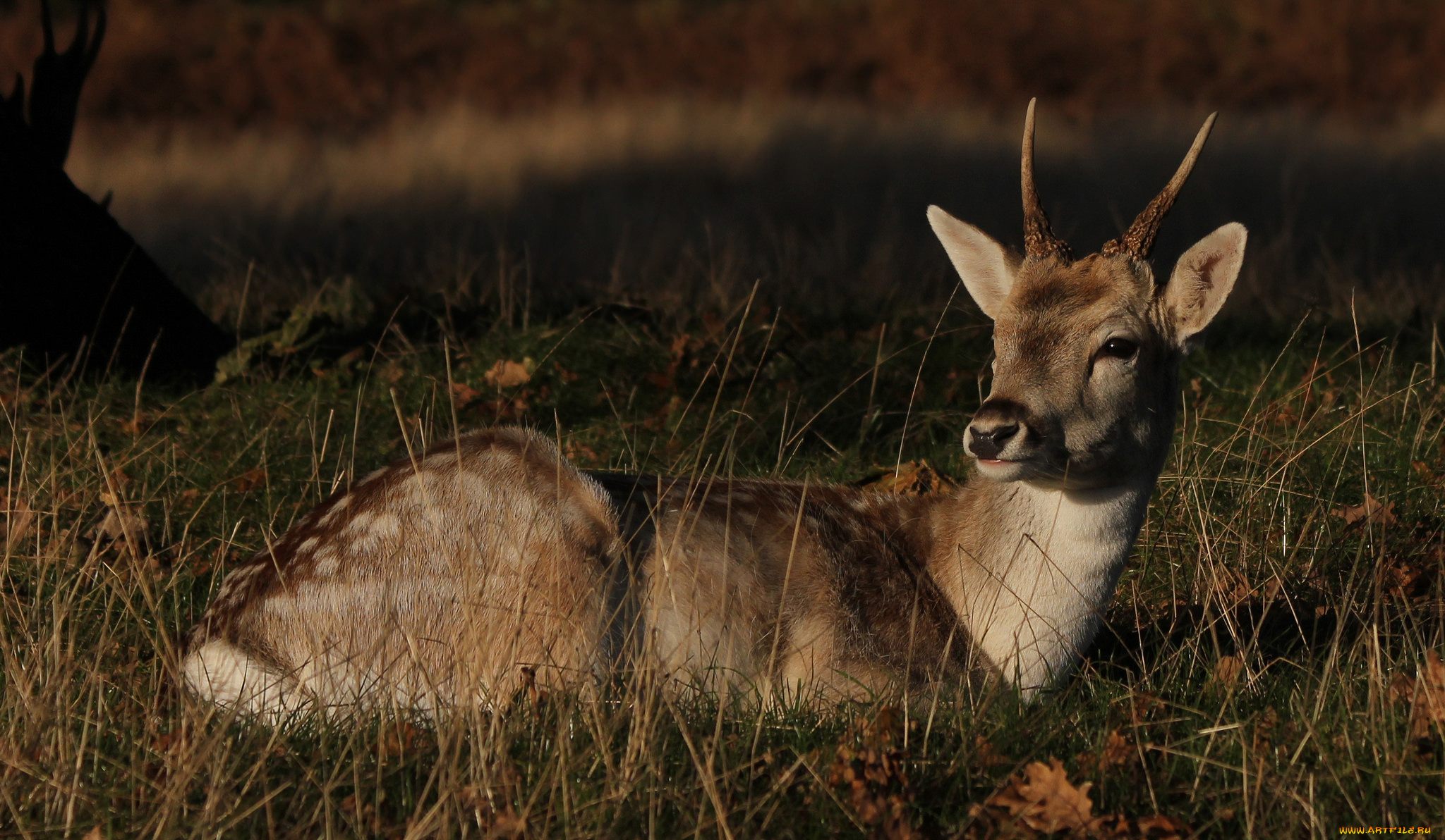 животные, олени, олень, пятнистый