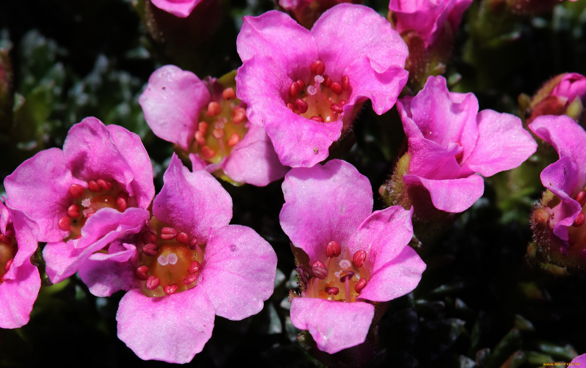 цветы, макро, розовые