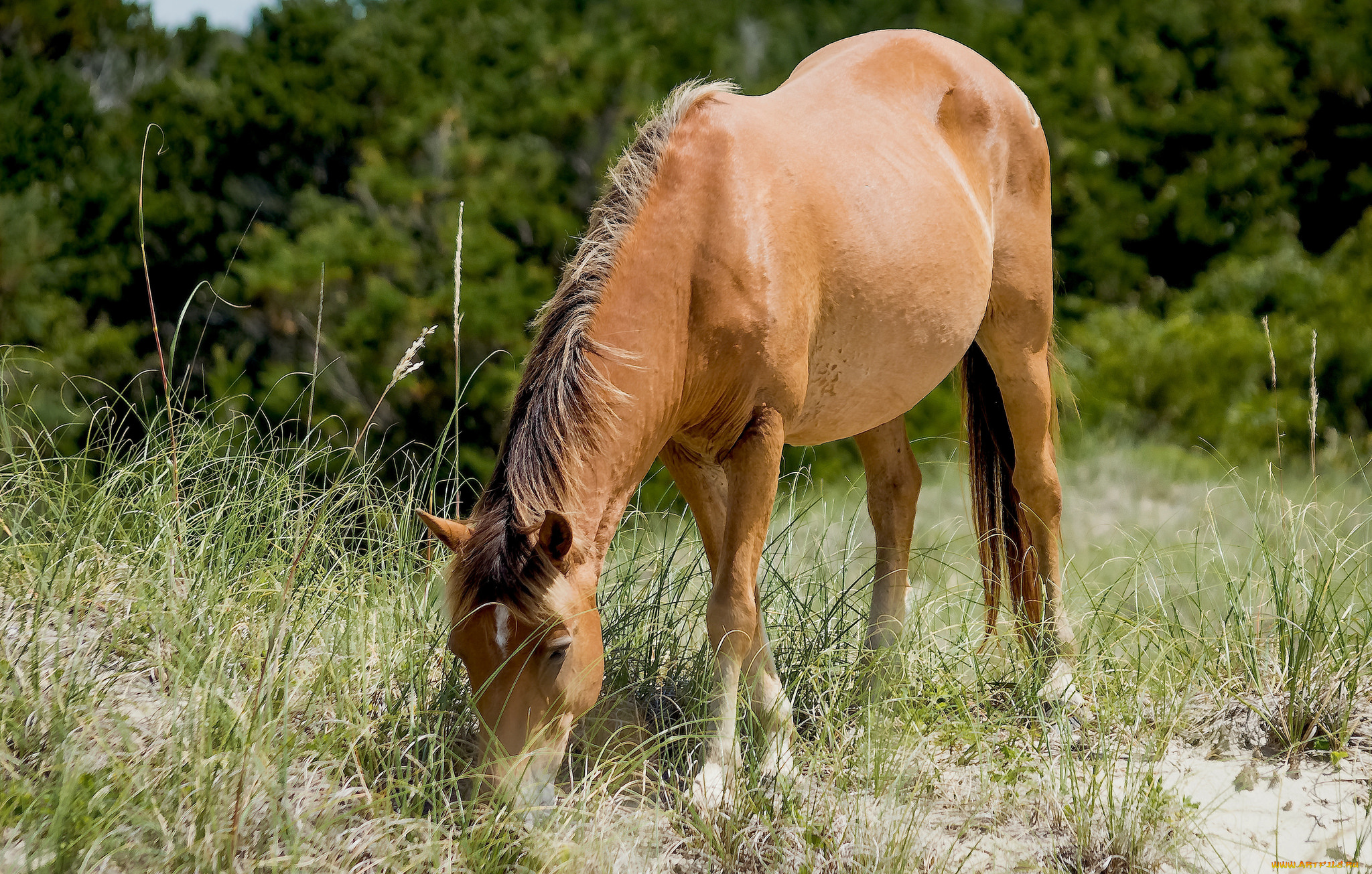 животные, лошади, лошадка