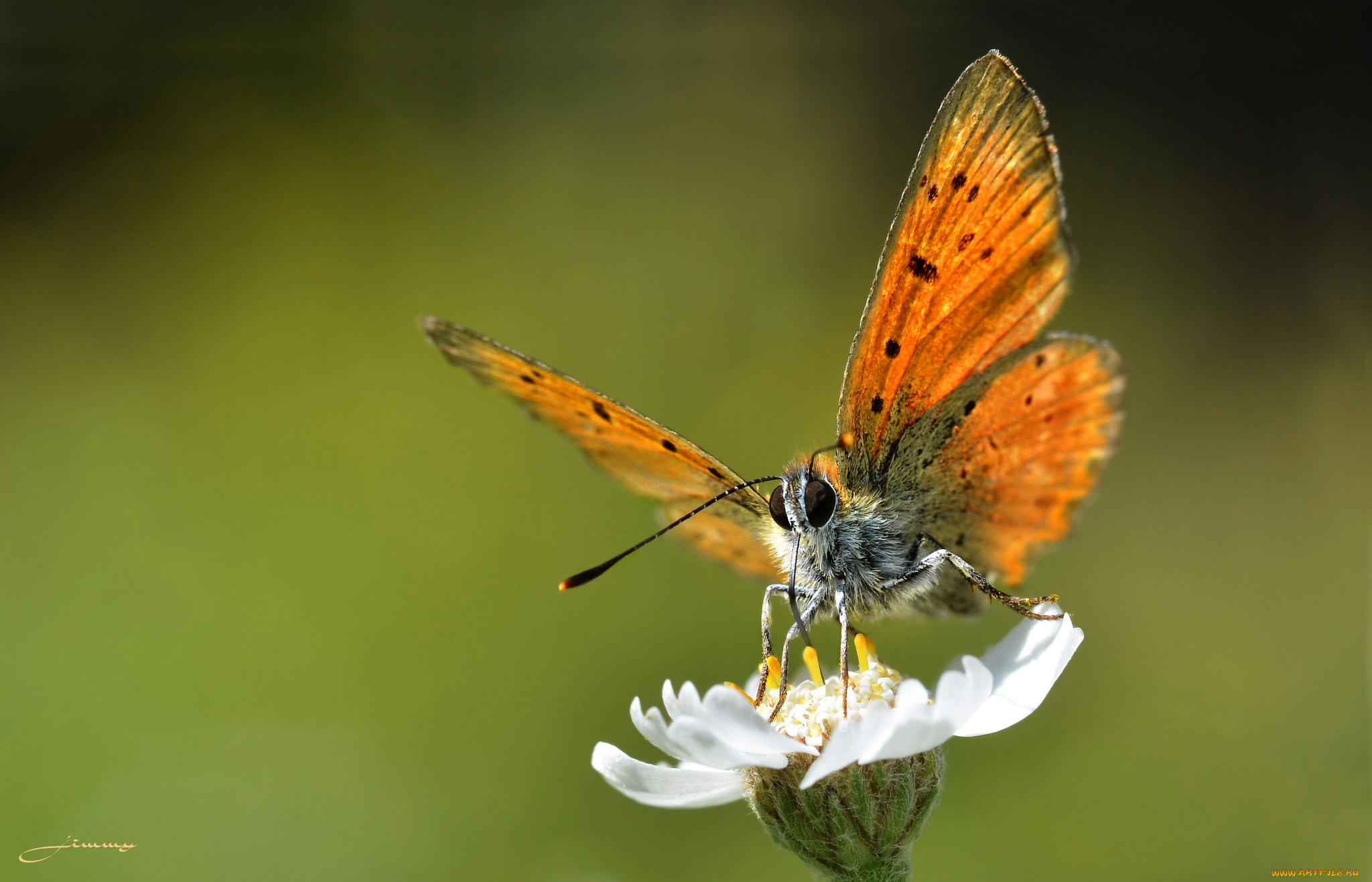 животные, бабочки, , мотыльки, , моли, бабочка, макро, фон