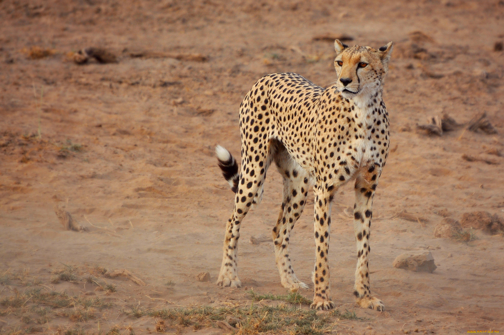 животные, гепарды, гепард, саванна