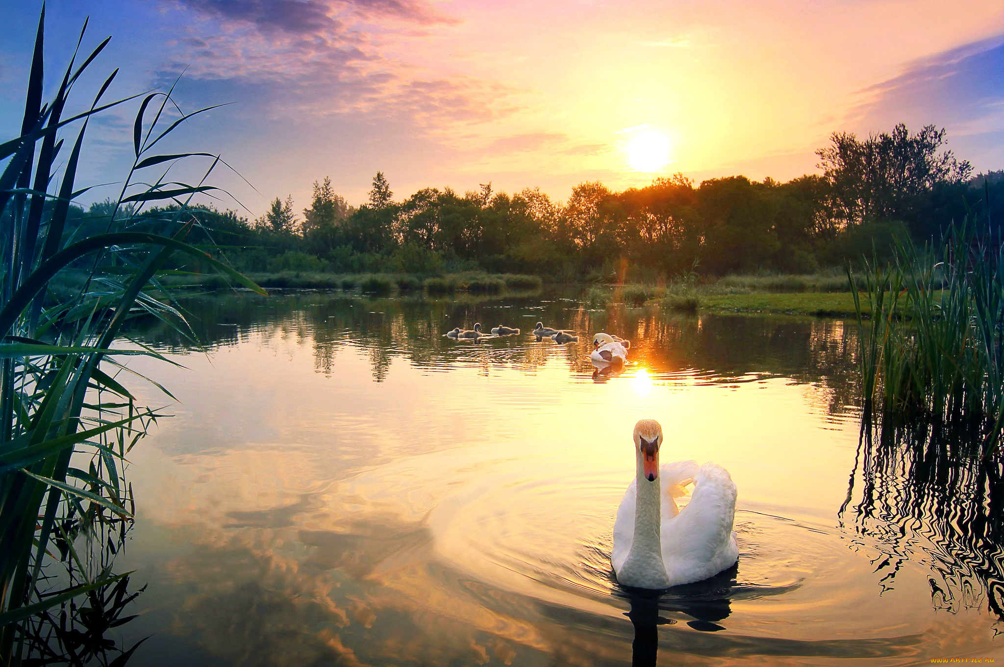 животные, лебеди, закат, небо, пейзаж, отражение, озеро, облака, природа, трава, птенцы