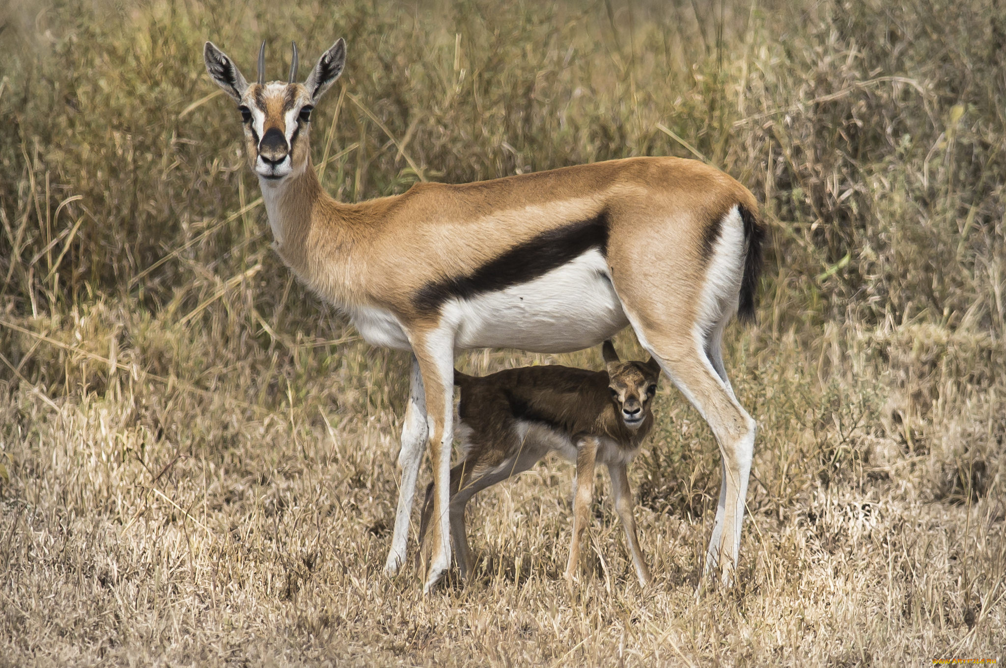 животные, антилопы, антилопа