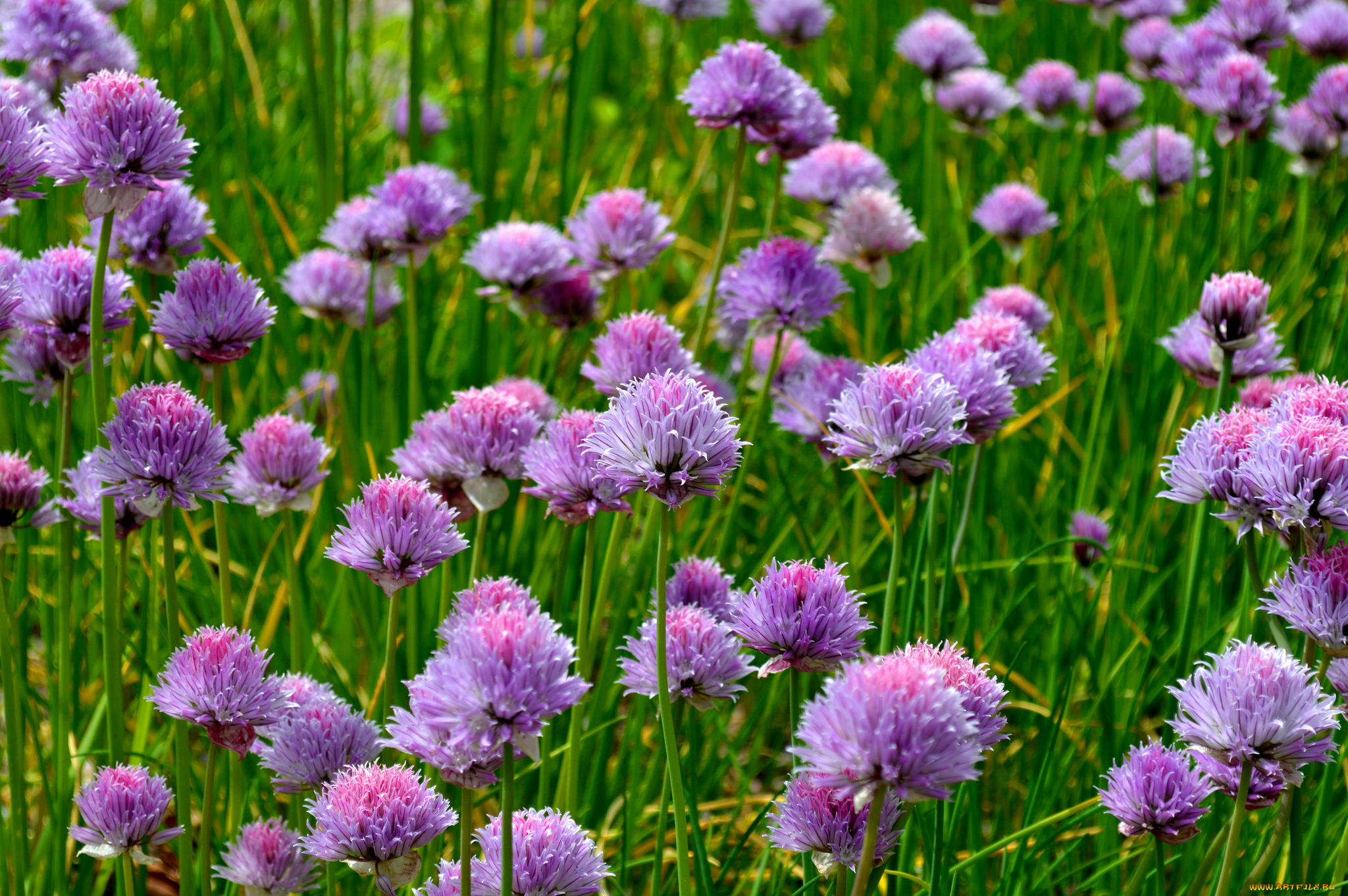 цветы, аллиум, , декоративный, лук, лук, луг, макро