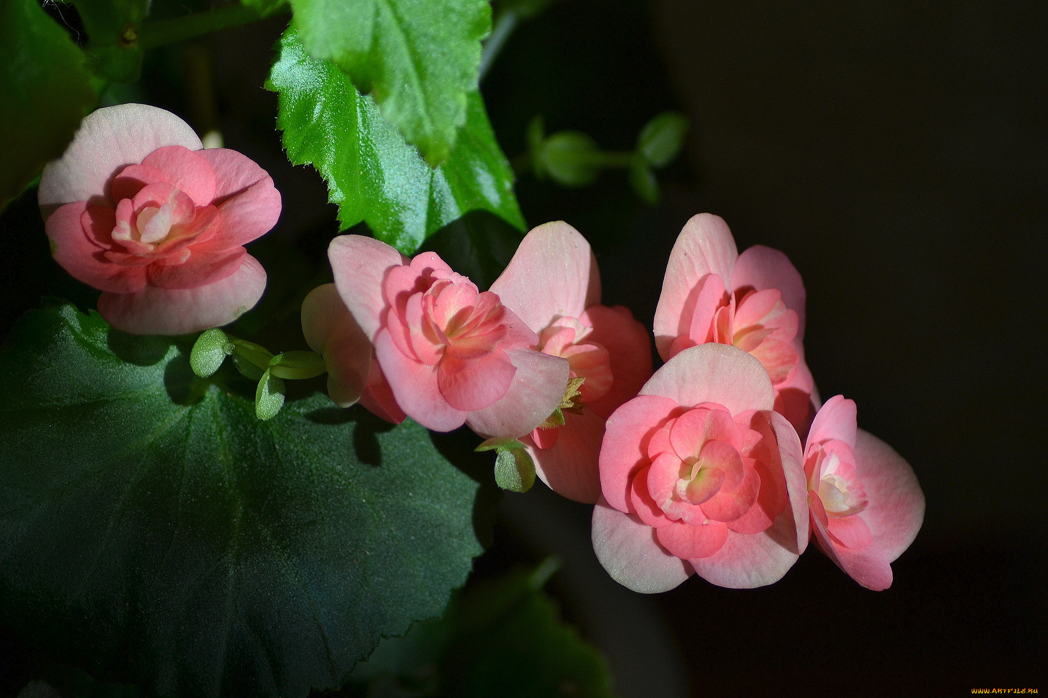 begonia, цветы, бегония, цветок