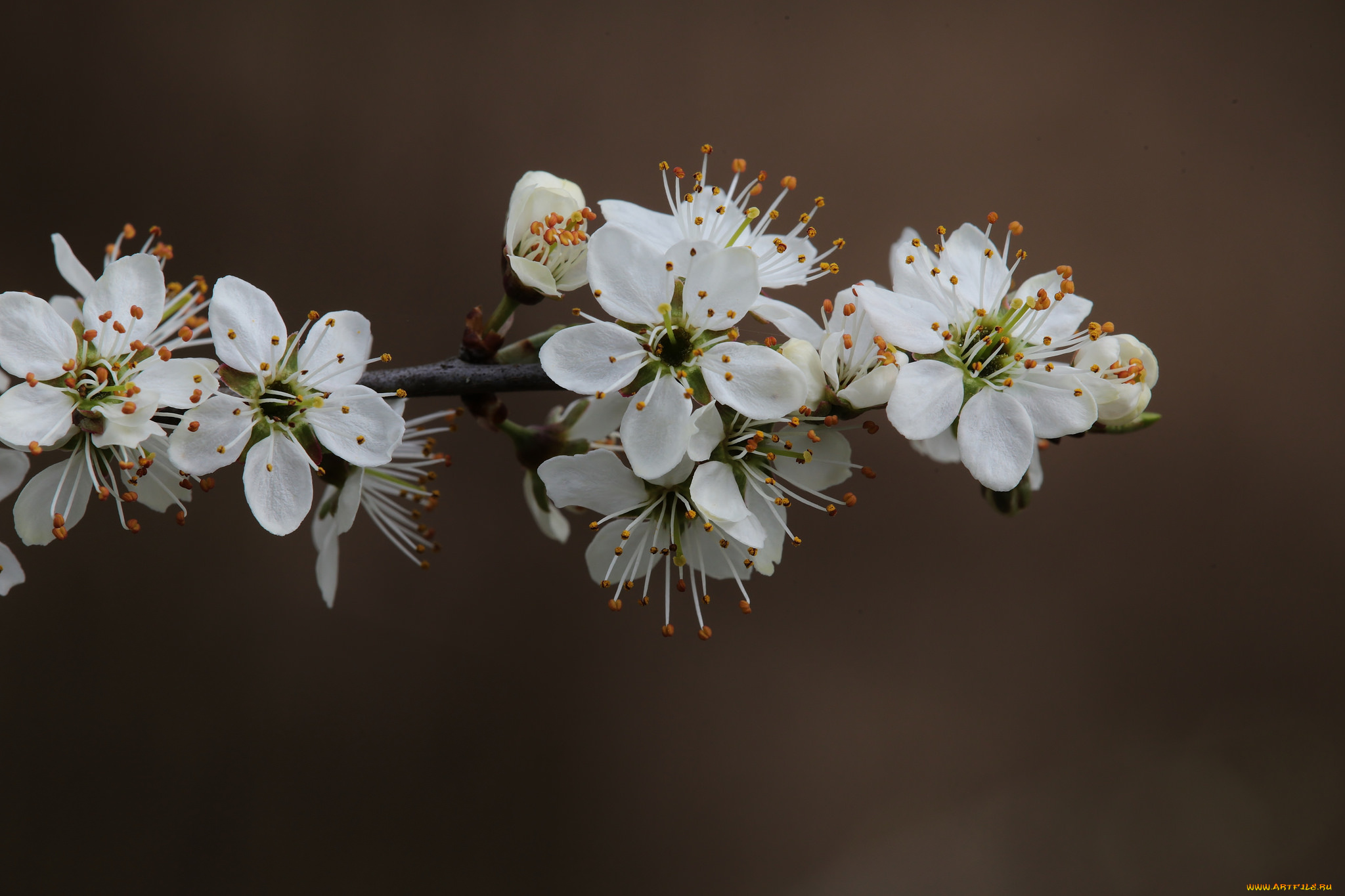 цветы, цветущие, деревья, , , кустарники, ветка, макро, весна, фон
