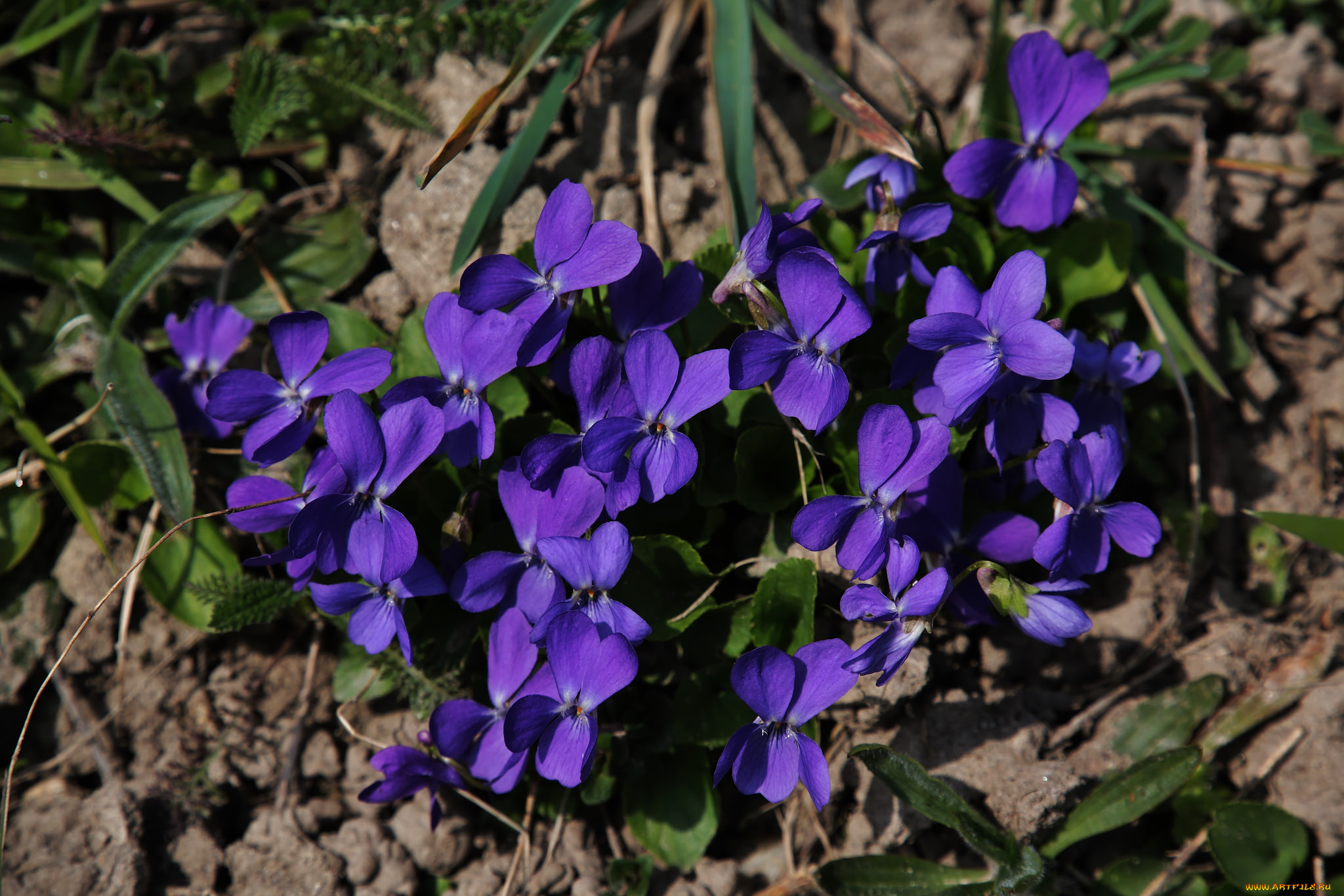 цветы, фиалки, весна, фиолетовые, дикие