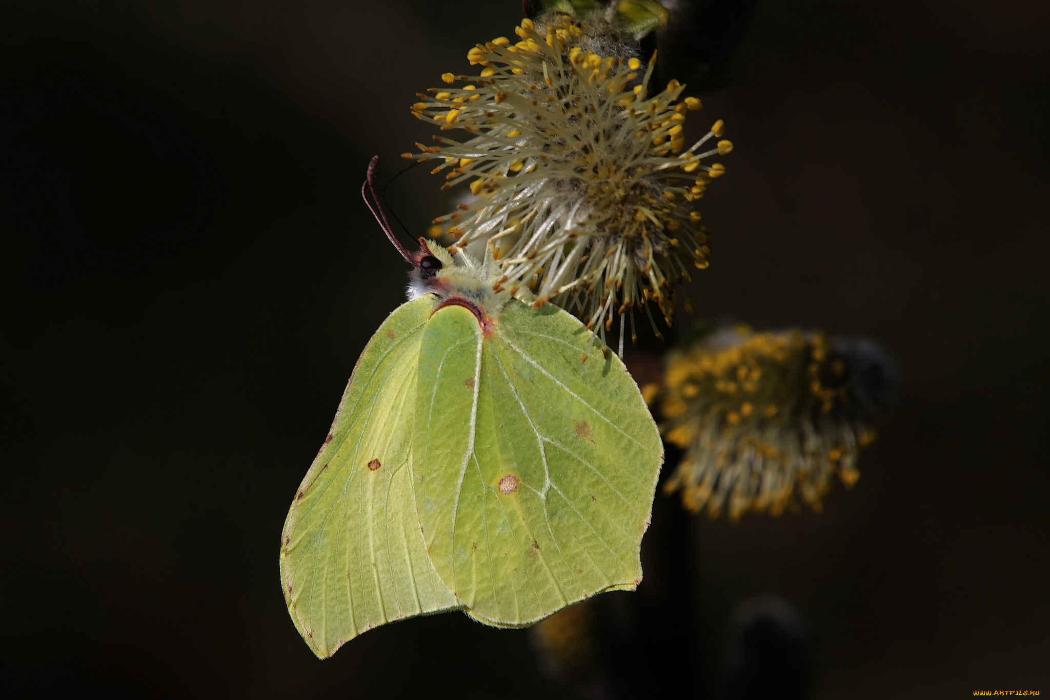 животные, бабочки, , мотыльки, , моли, лимонница, бабочка, макро, цветок