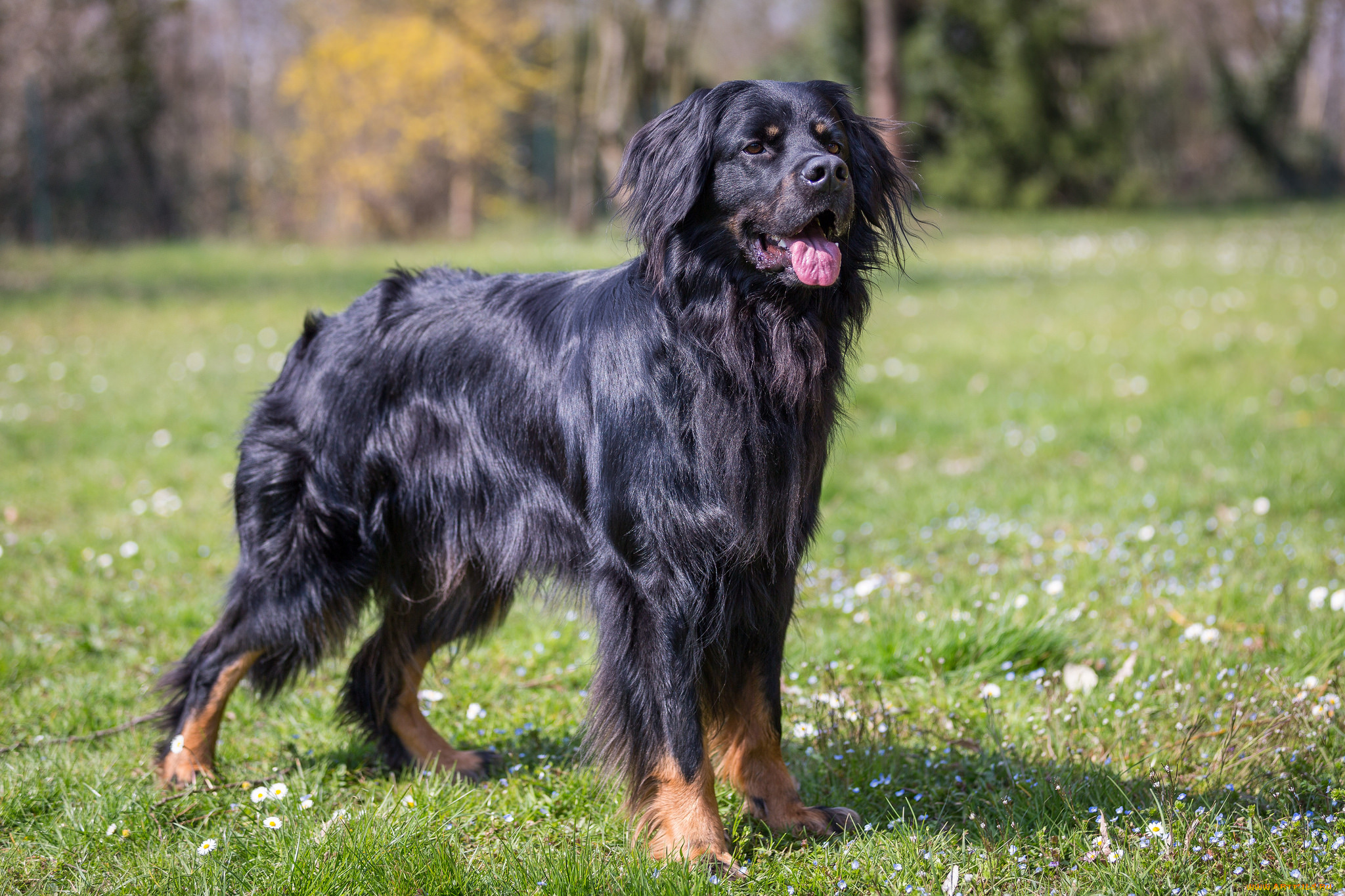 животные, собаки, пес