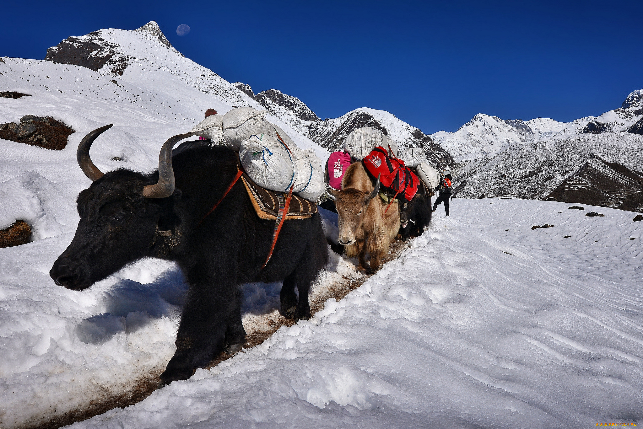 животные, коровы, , буйволы, яки, горы