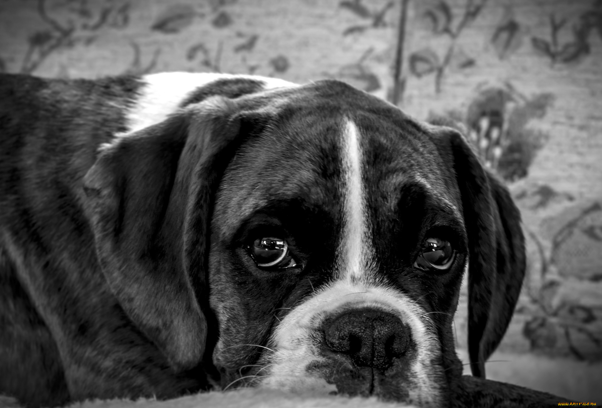 животные, собаки, щенок, собака, взгляд